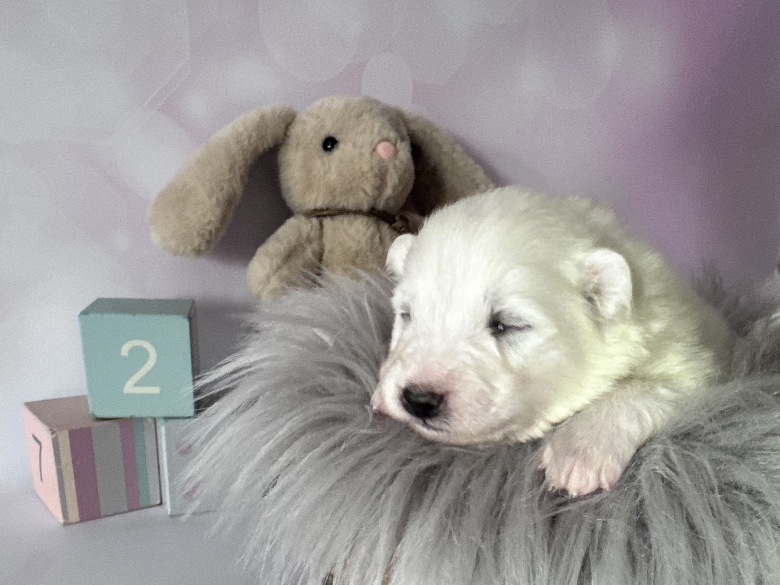 Arctic White Samoyed