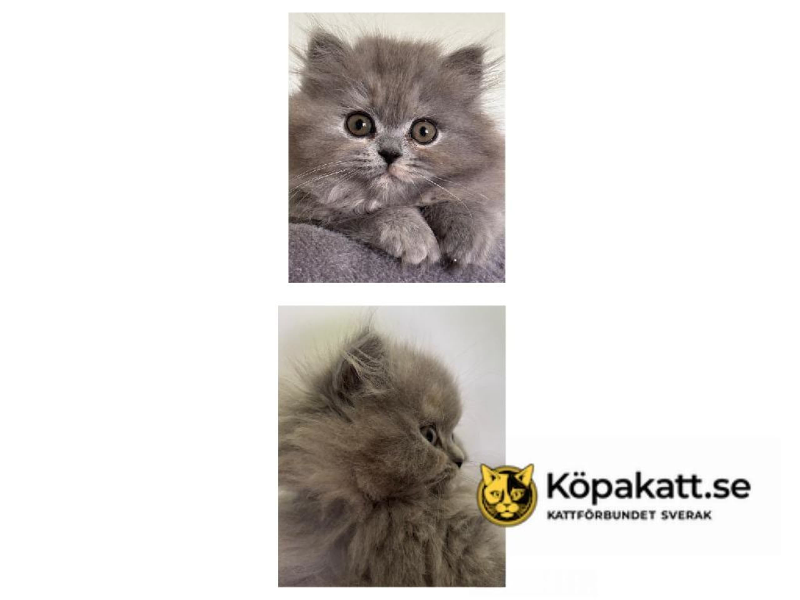 kitten: Filippa