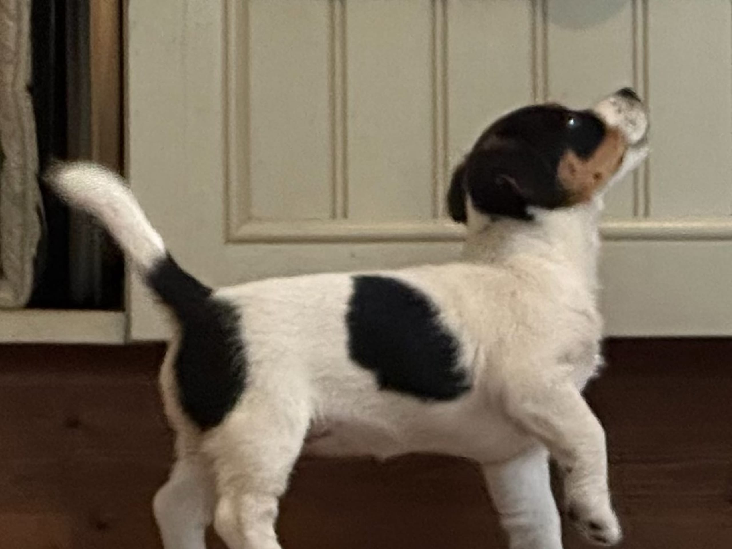 Puppy: LIMELIGHTS XCITED N' EAGER