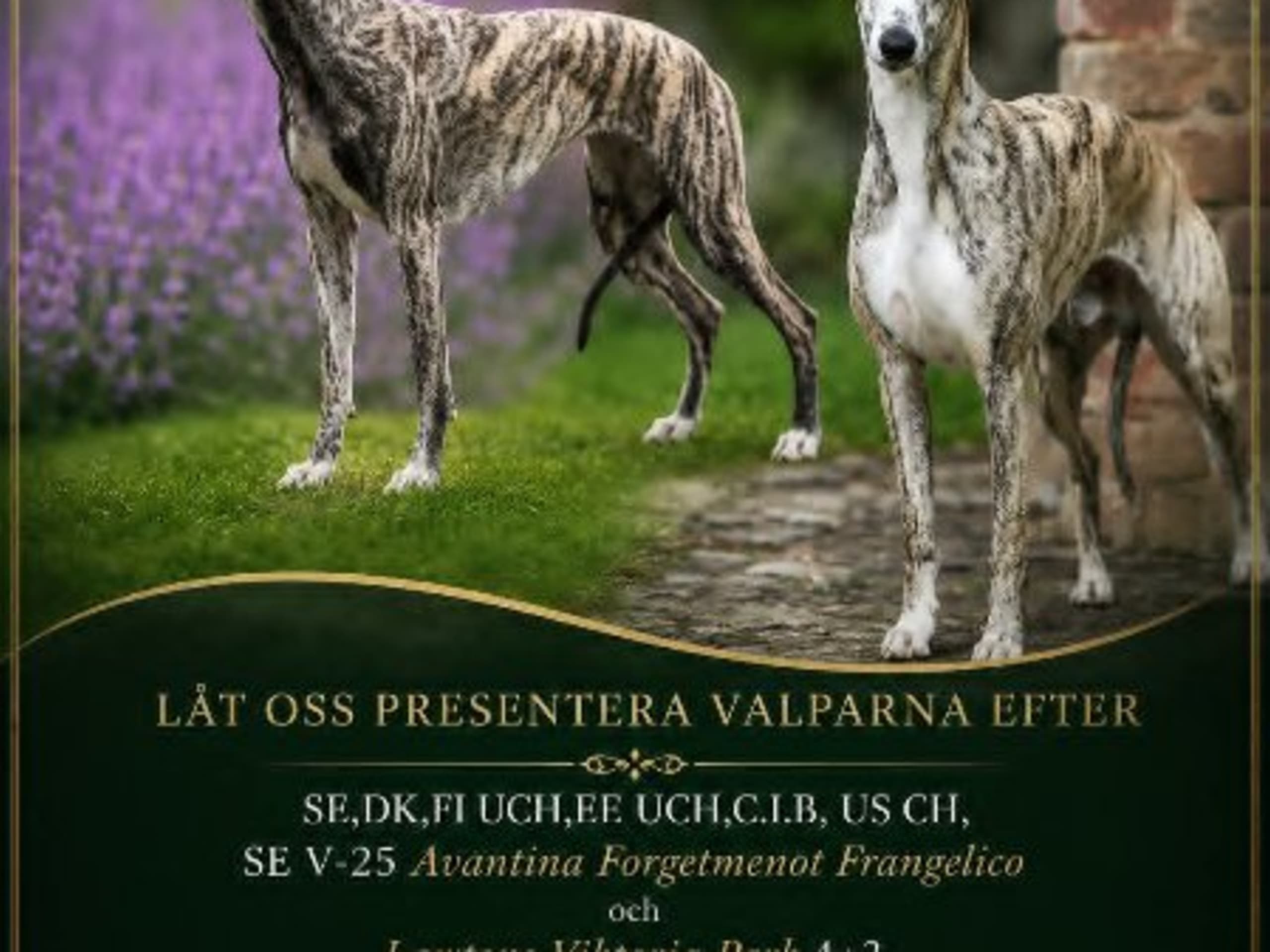 Pappa: AVANTINA FORGETMENOT FRANGELICO