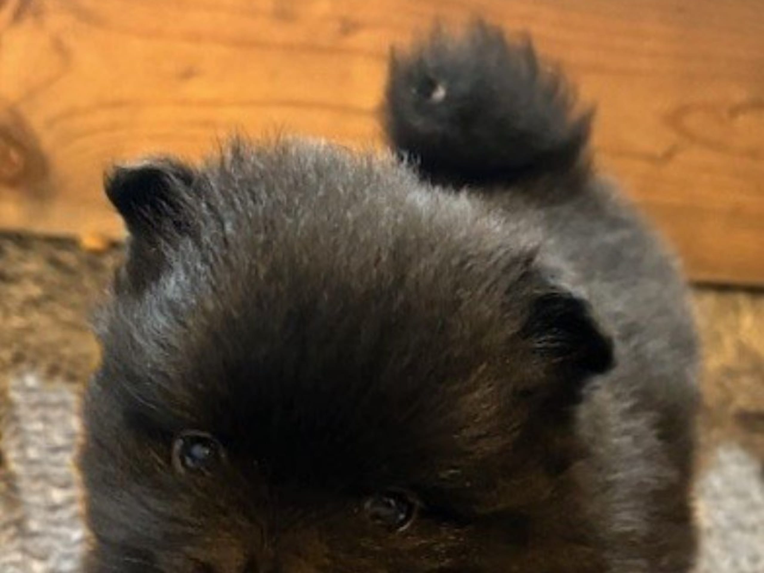 Puppy: SCHÄROTT'S PRINCE CHARMING