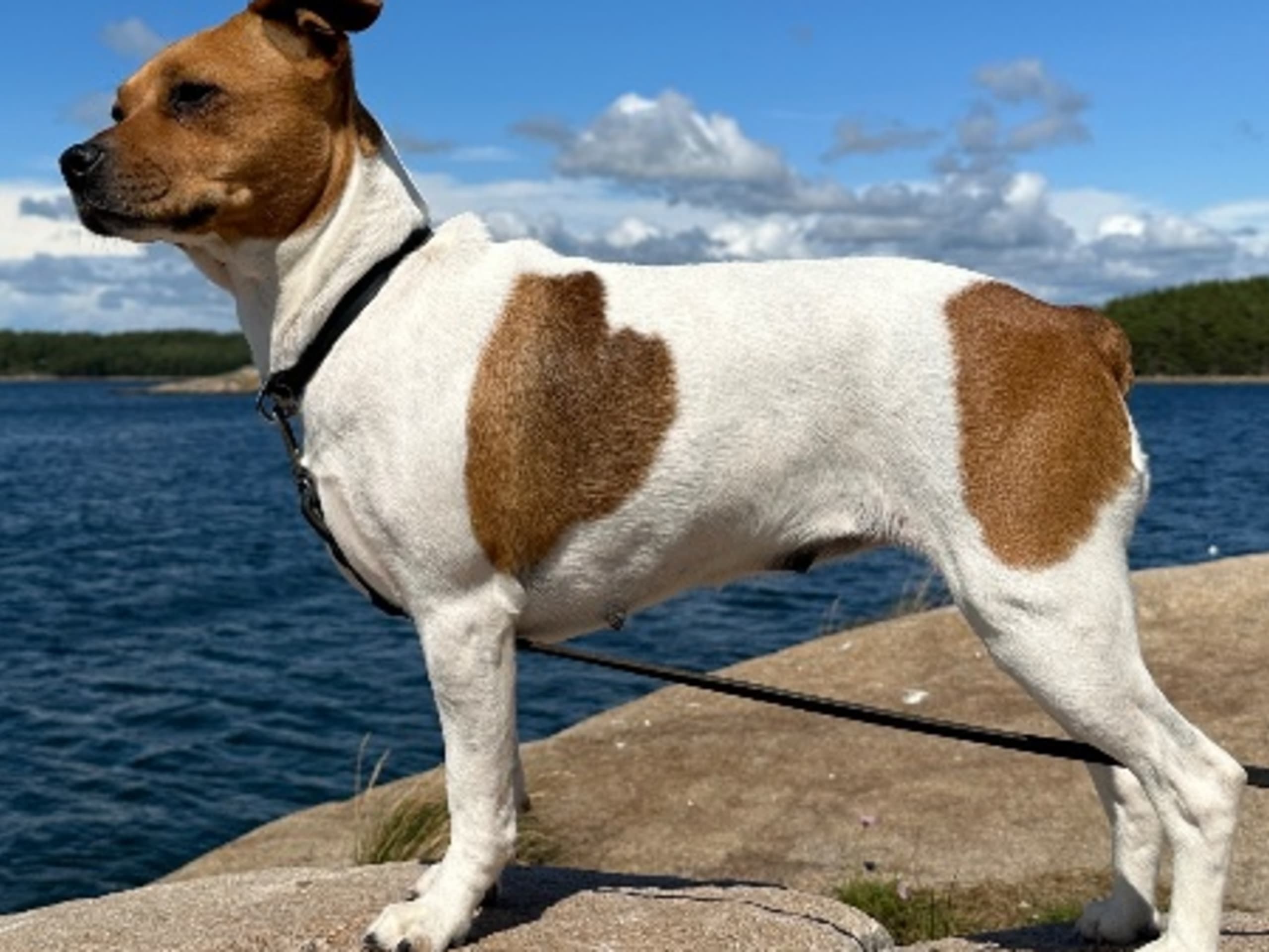 Kitenga