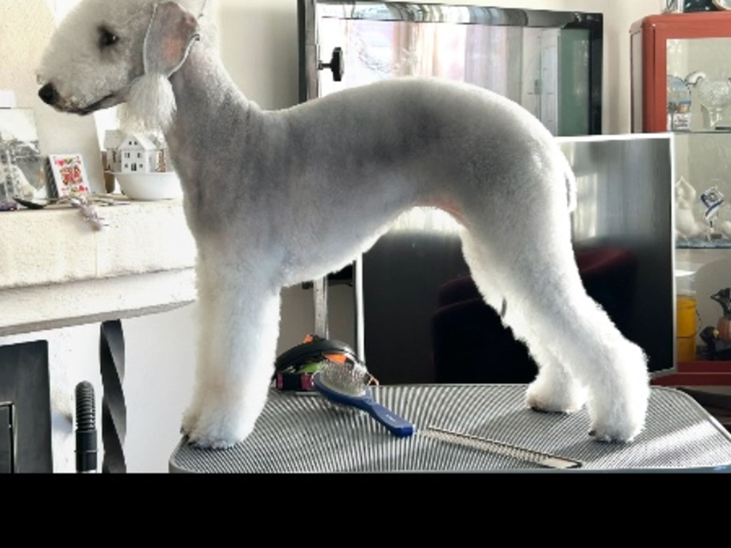 Mor: TOOLBOX SMART DOG NUMBER SIX