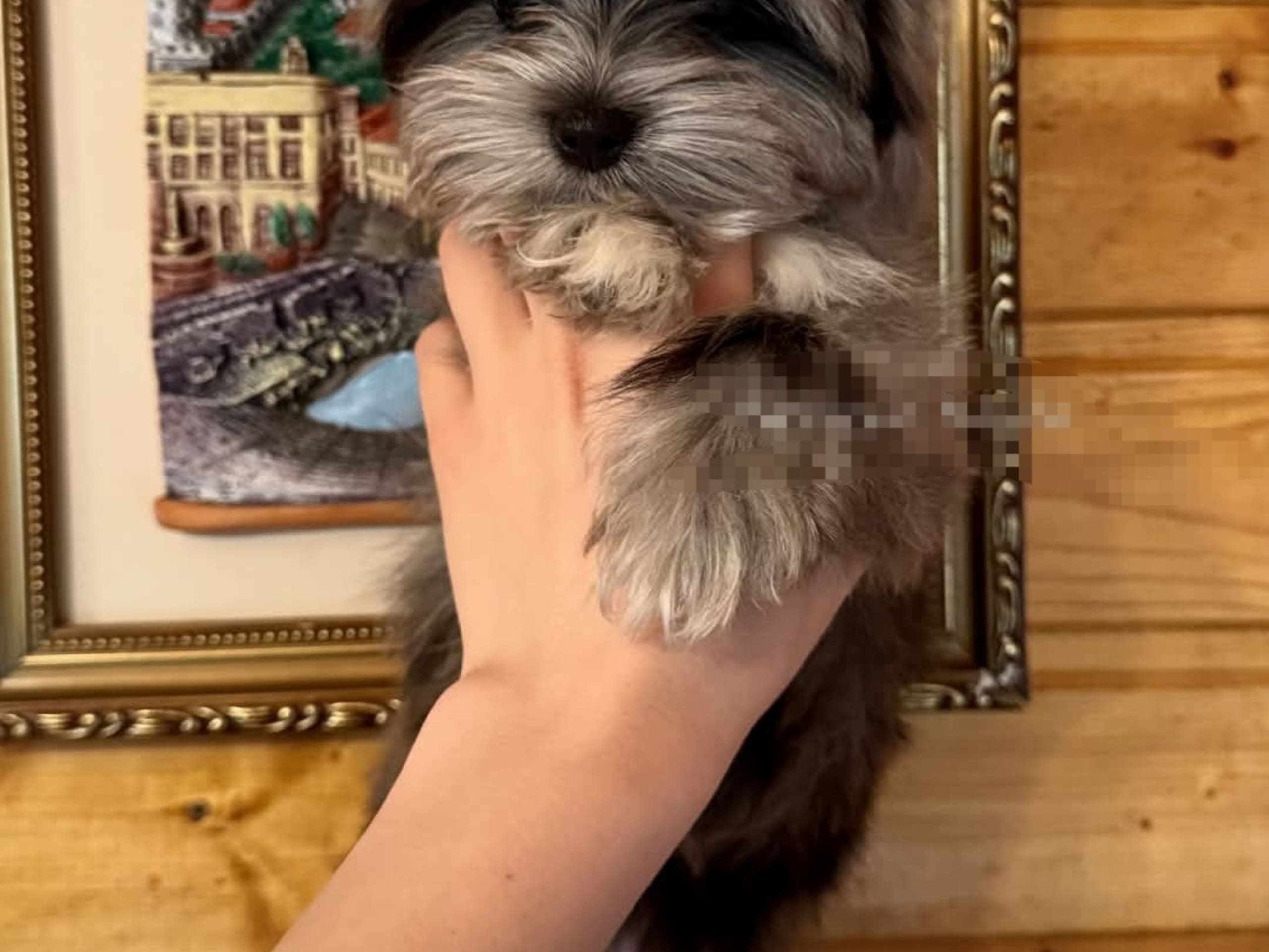 Puppy: Tik