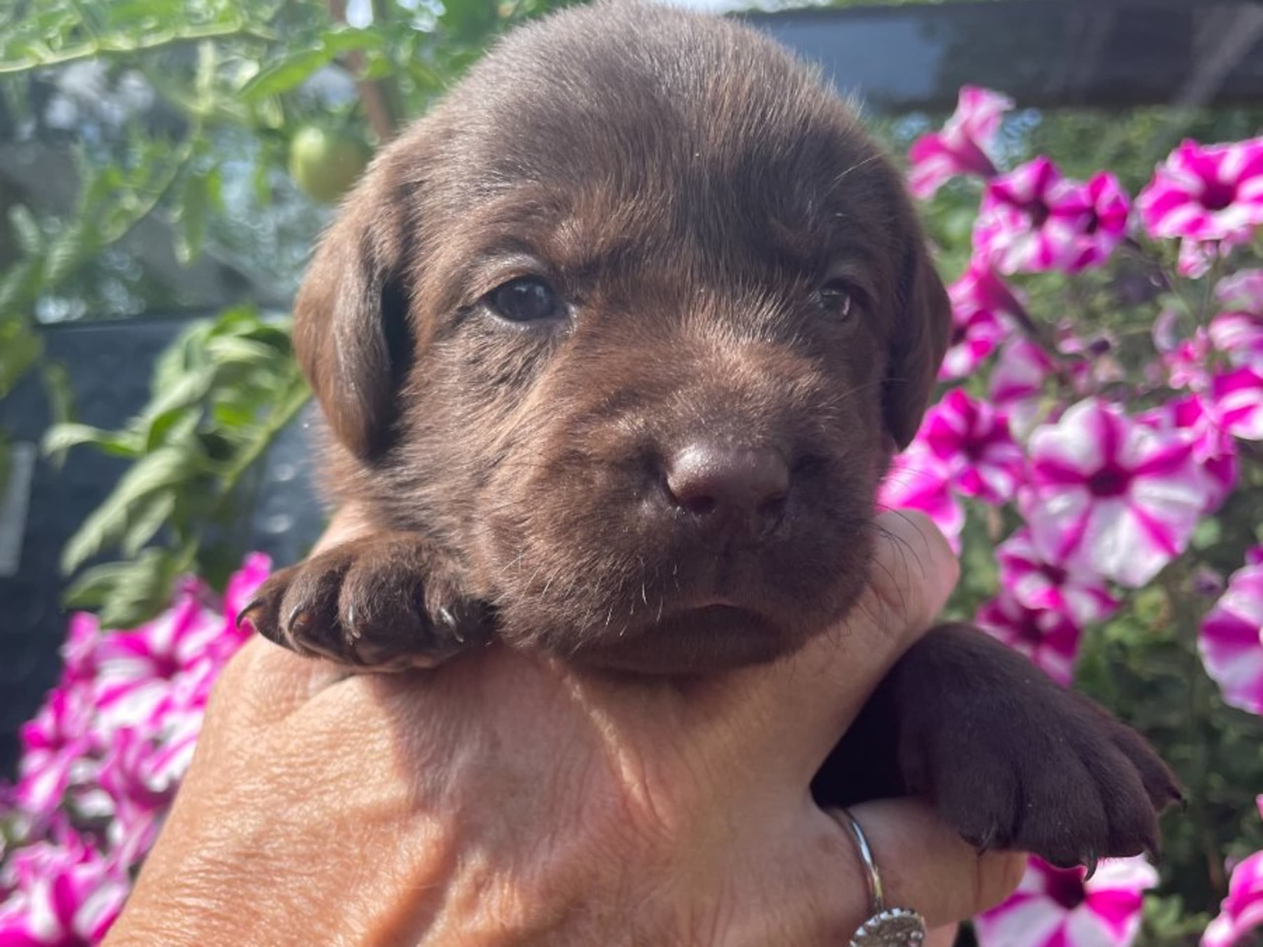 valp: STORÅNS ZINNIA
