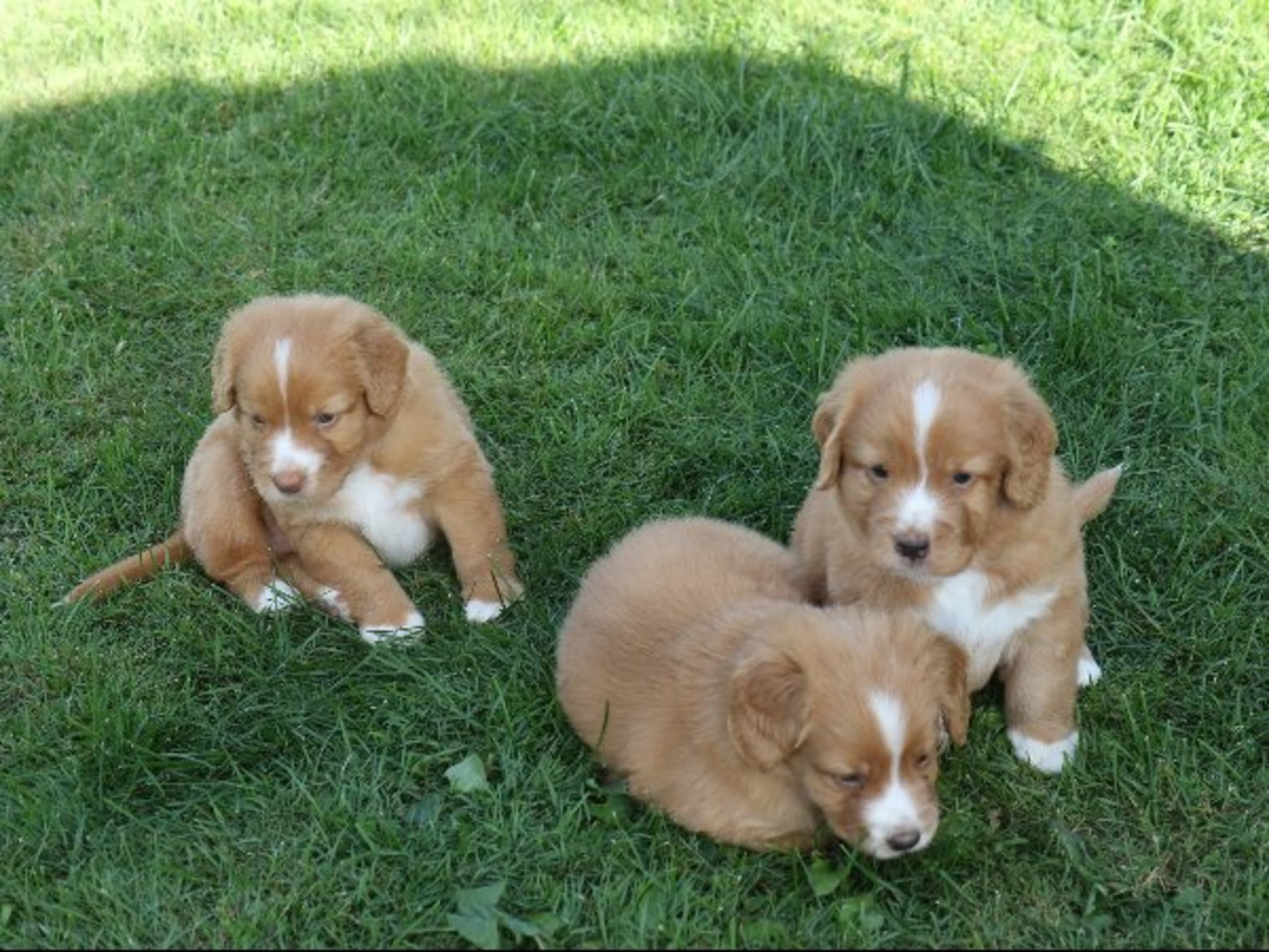 Puppy: CANAGOLD'S BUCATINI
