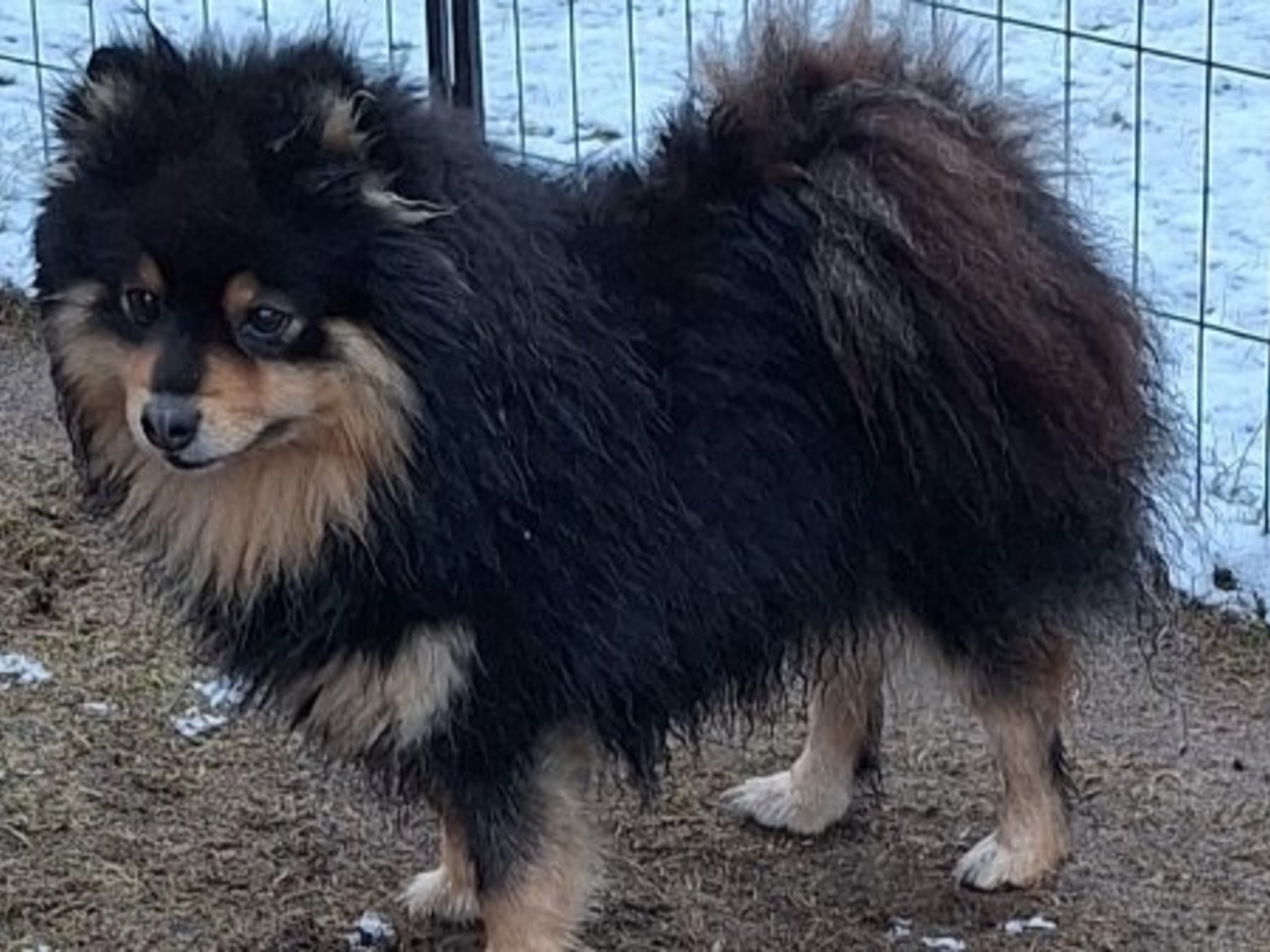 Mother: FAIRDOGS FÖRTJUSANDE OSÅFIN