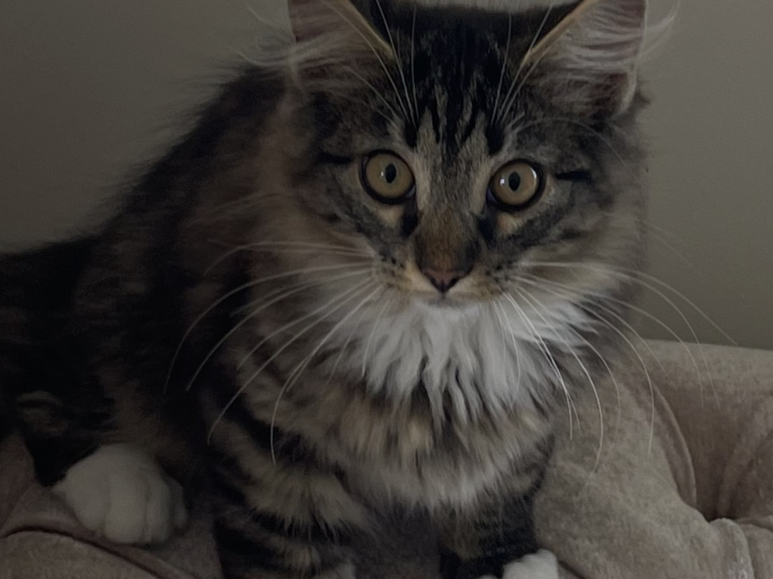 kitten: Hannkatt 1