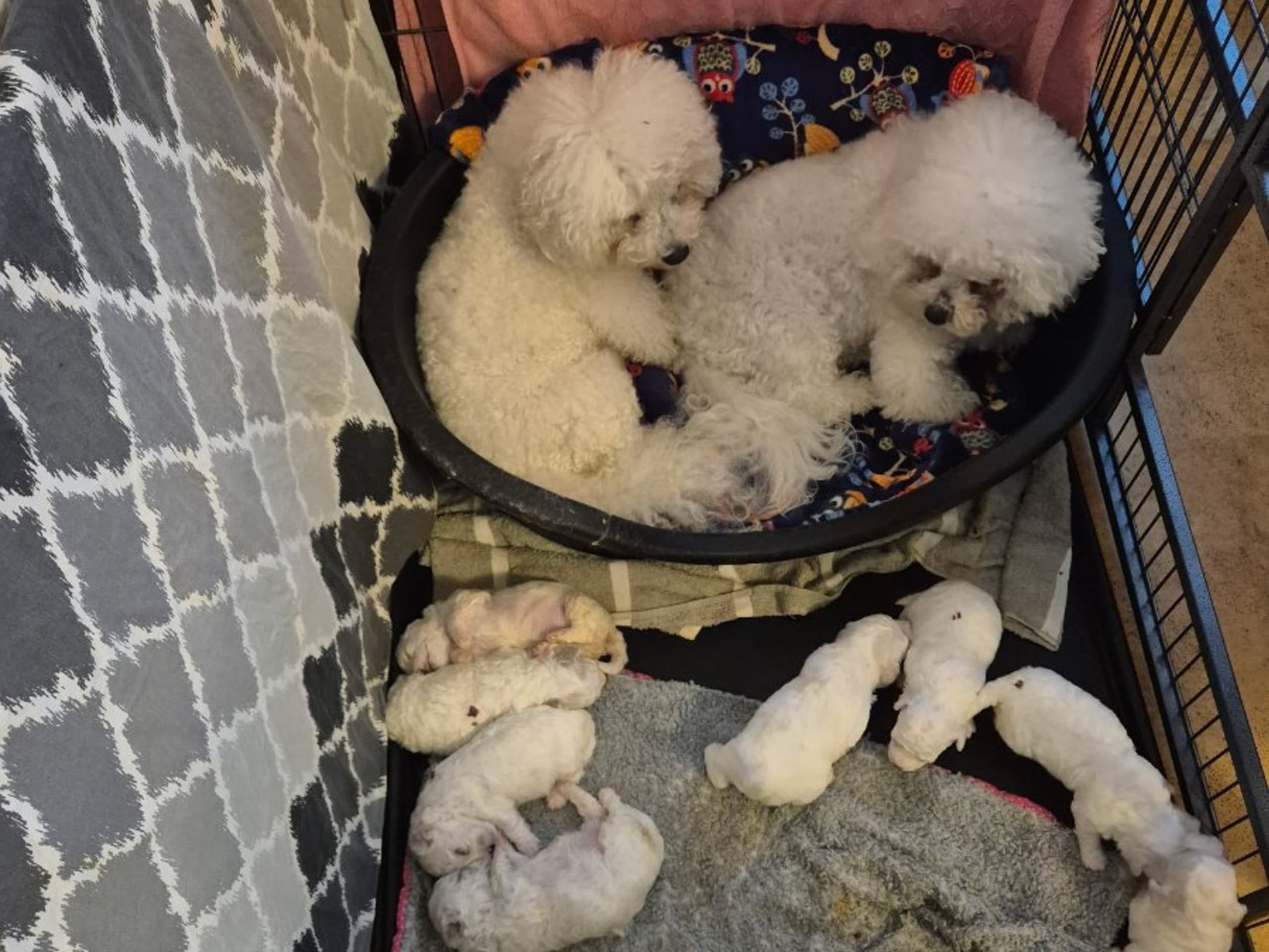 Puppy: WHITE VISION'S AFFOGATO