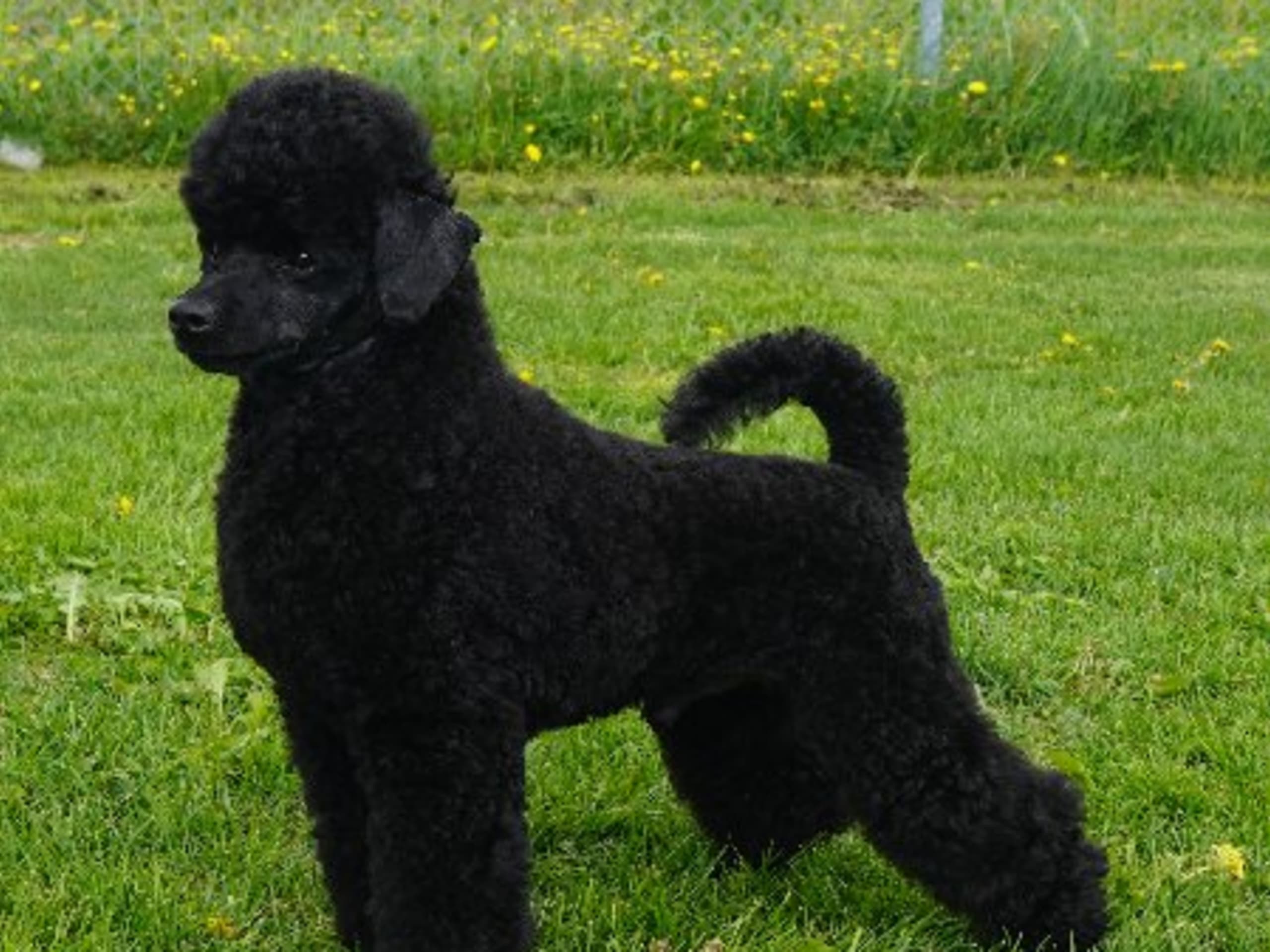 Pappa: HEAVENLY BEAUTY BLACK COBRA