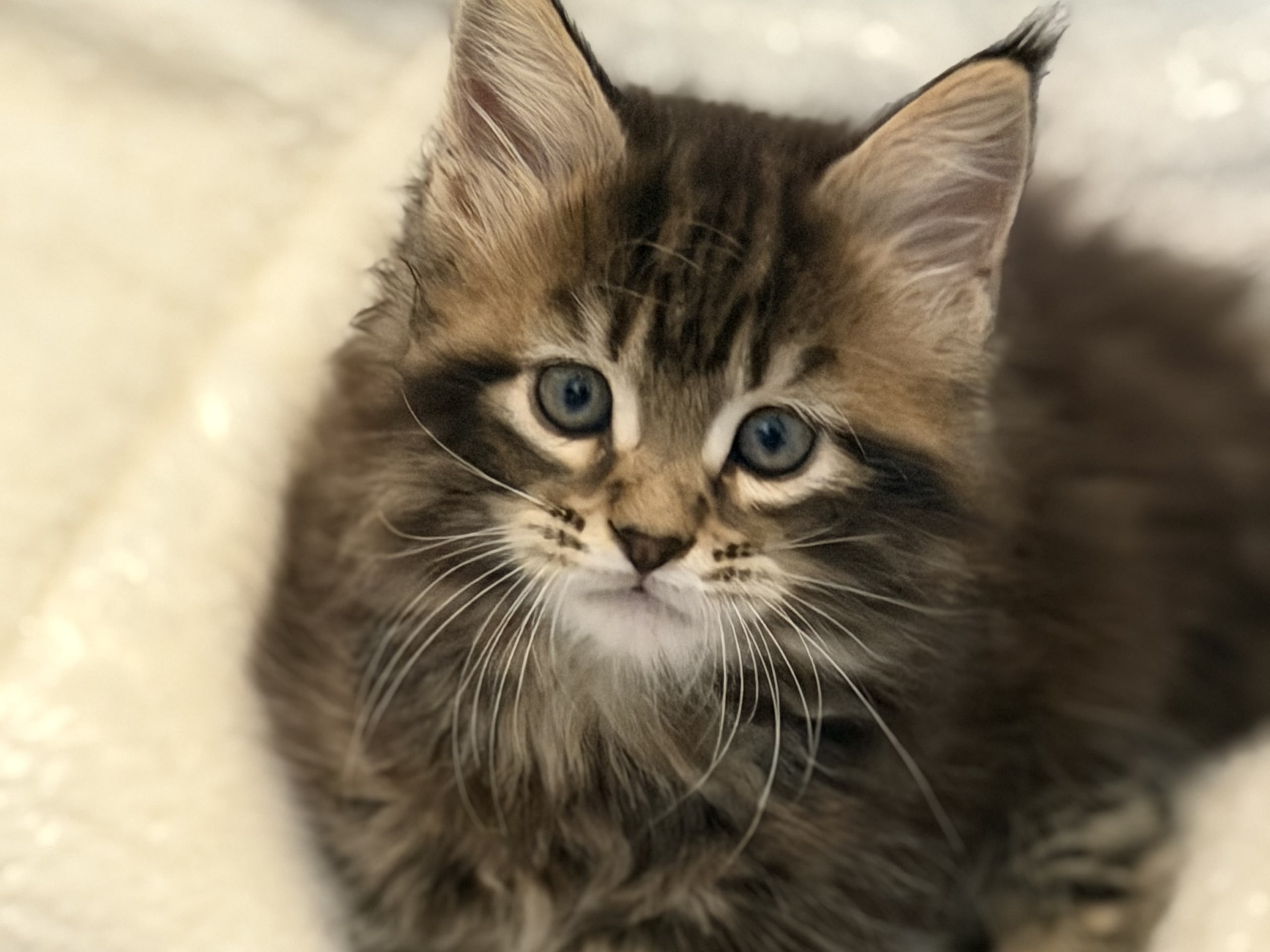 kattunge: Hona 3