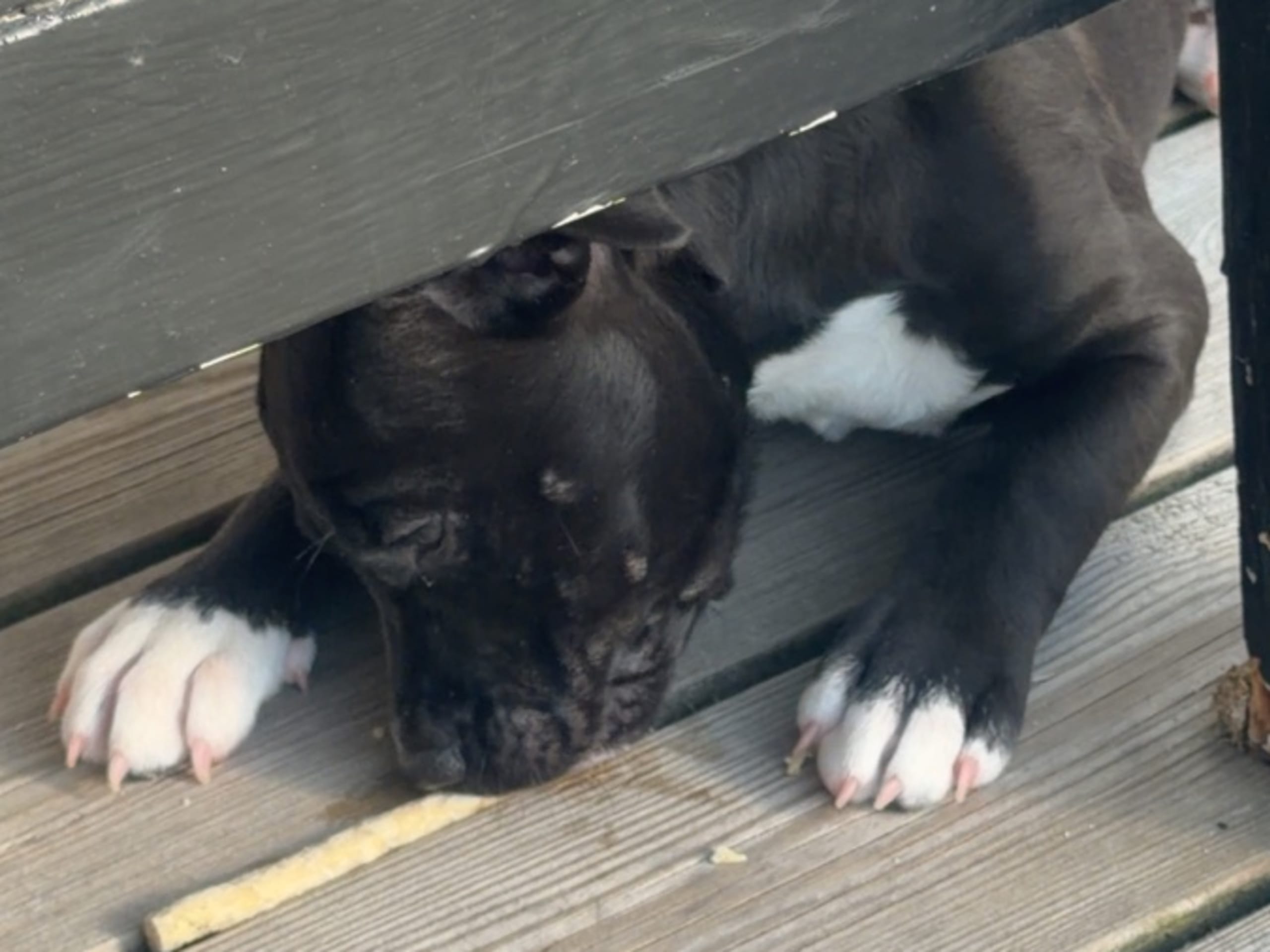 Puppy: AMIS A JAMAIS YOU CAN HAVE IT ALL