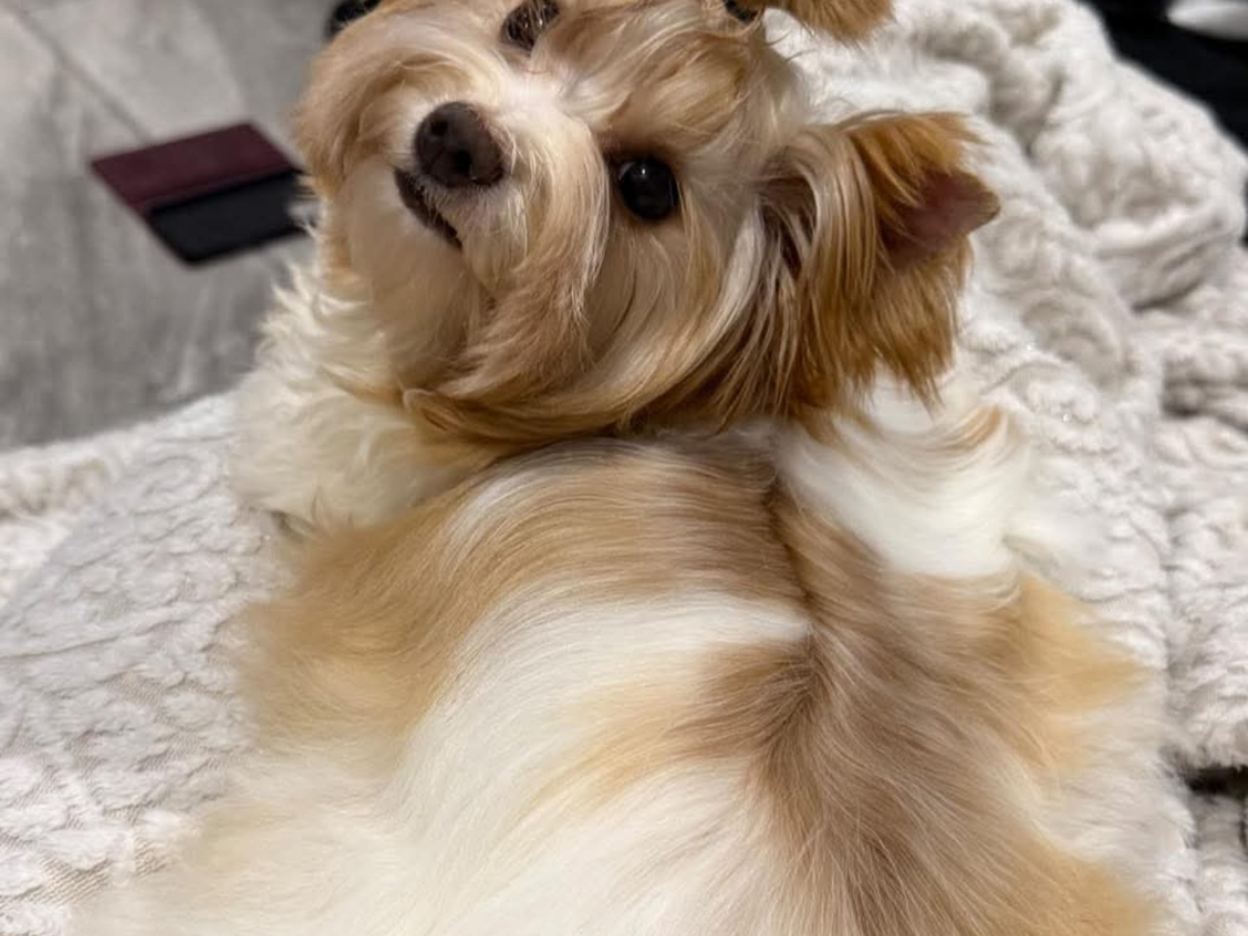 Puppy: Tik 2