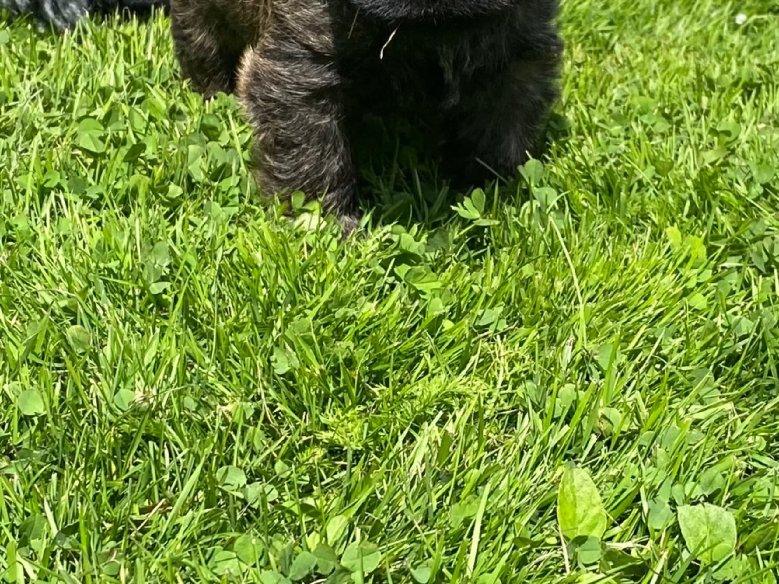 Puppy: ZENITH'S RAINBOW COLORS OF ROCCO