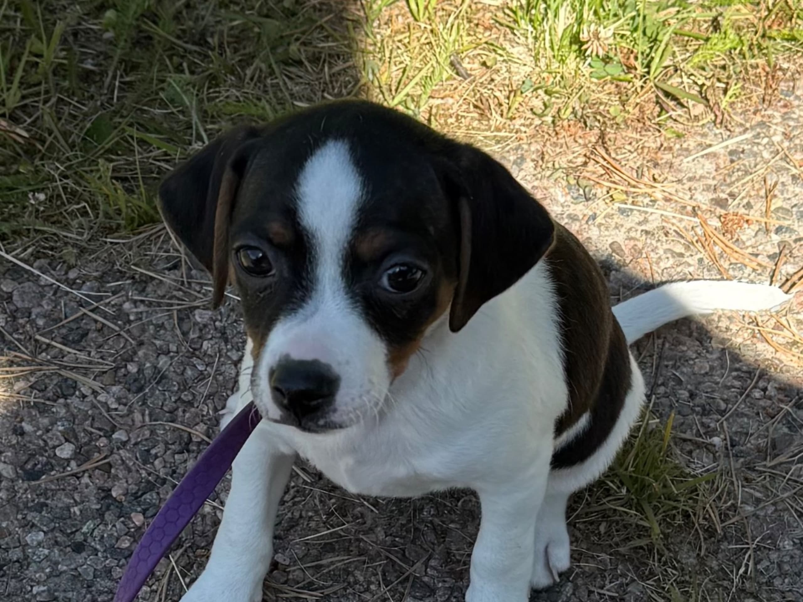 Puppy: SARINGES LIVETS SKÅL O MIN ANITA