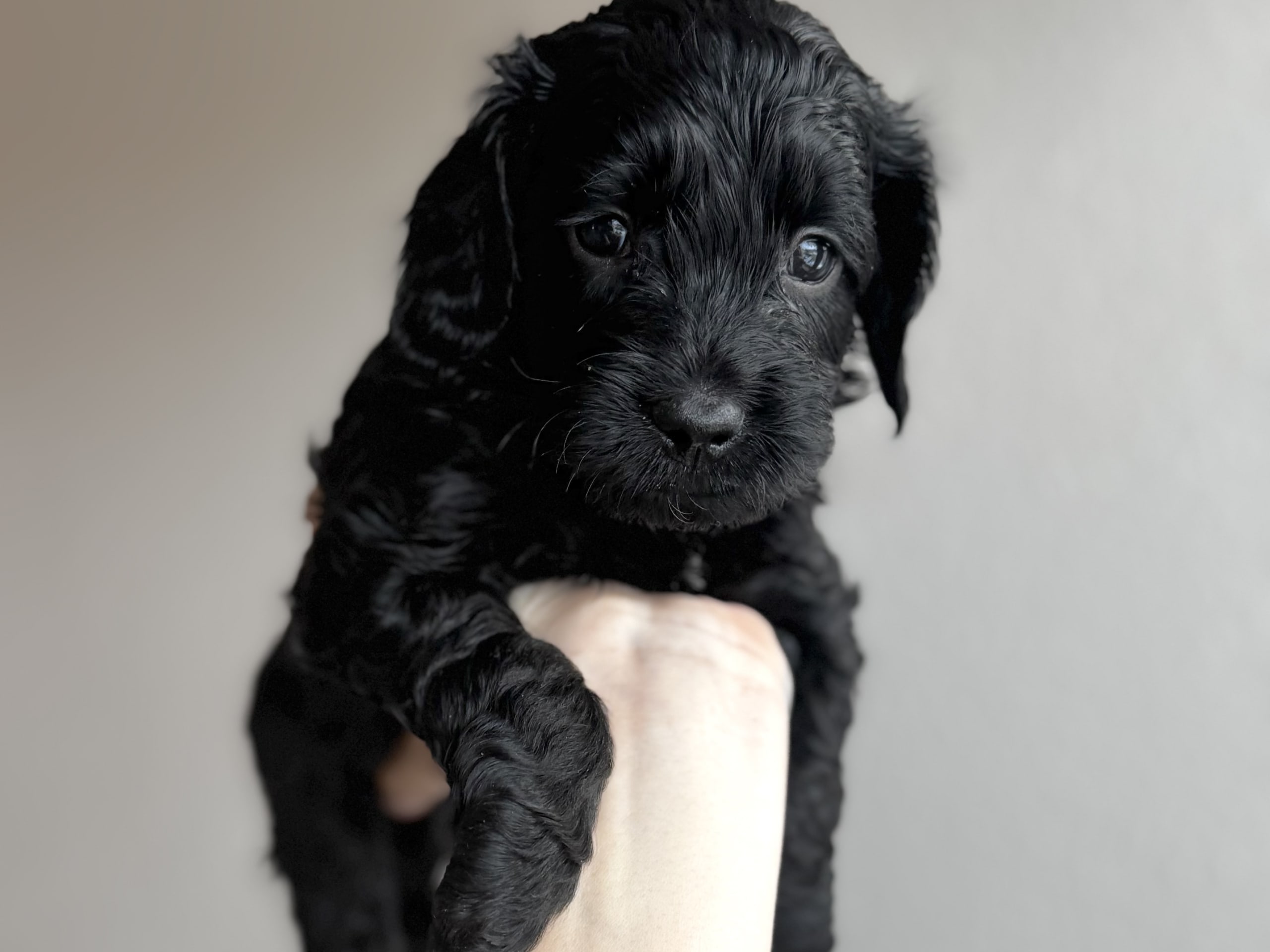 Royalcockerpoo