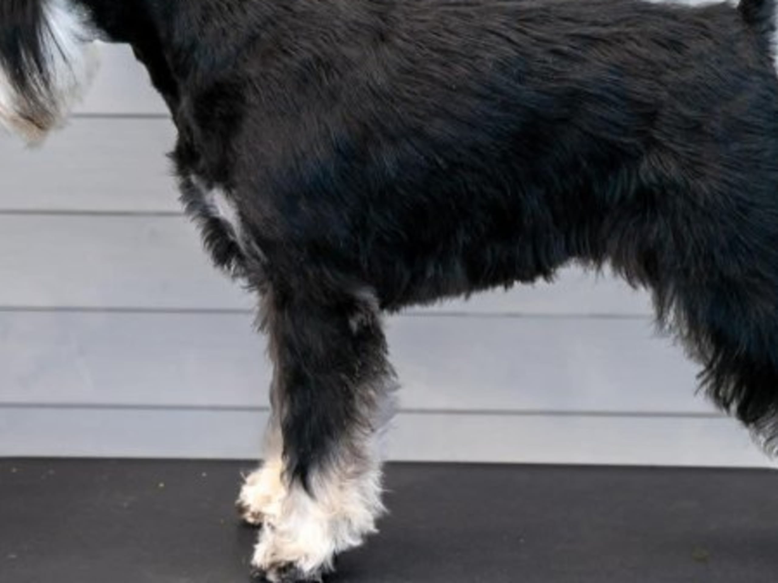 Mother: SCHNAUBLACKS EXCELLENT ELIZA