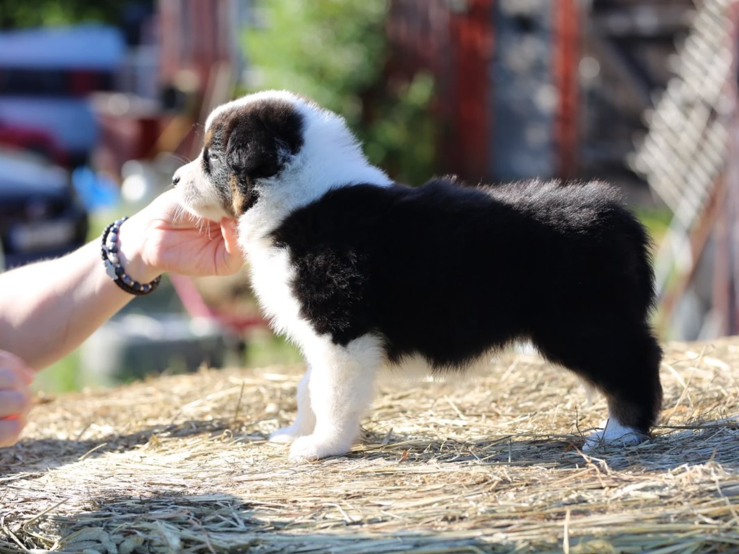 Puppy: DRAGONORA BLUSHIN DESIRE