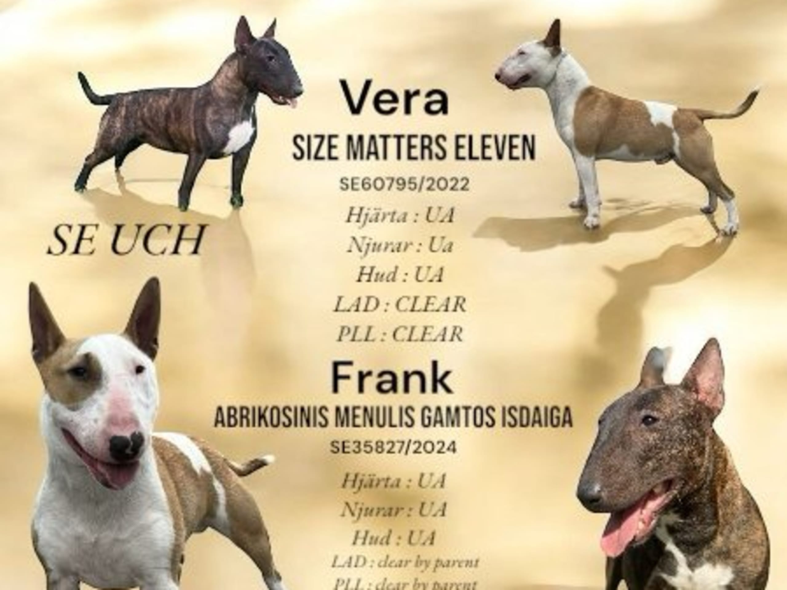 Pappa: ABRIKOSINIS MENULIS GAMTOS ISDAIGA