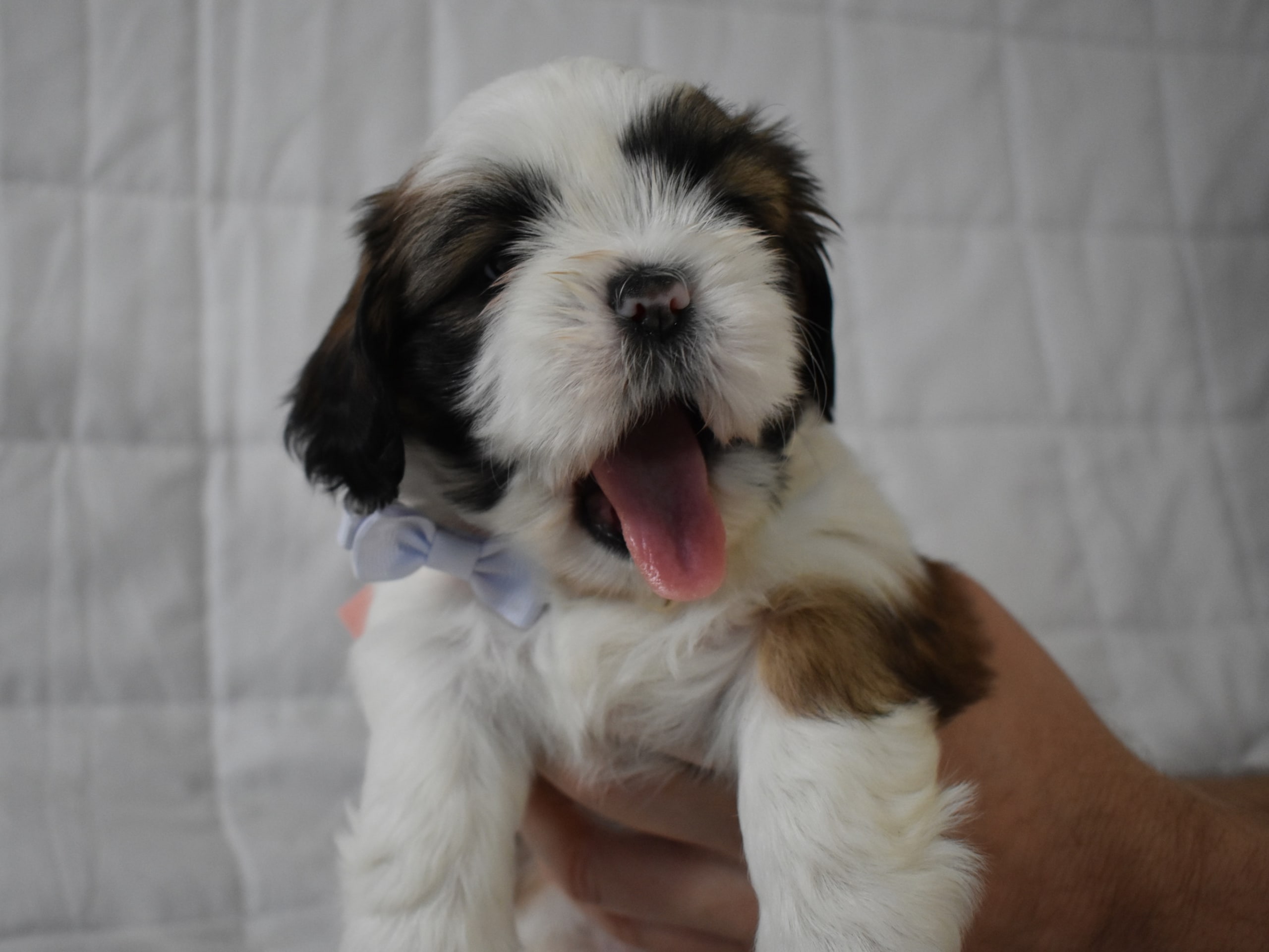 The merry shih-tzu family
