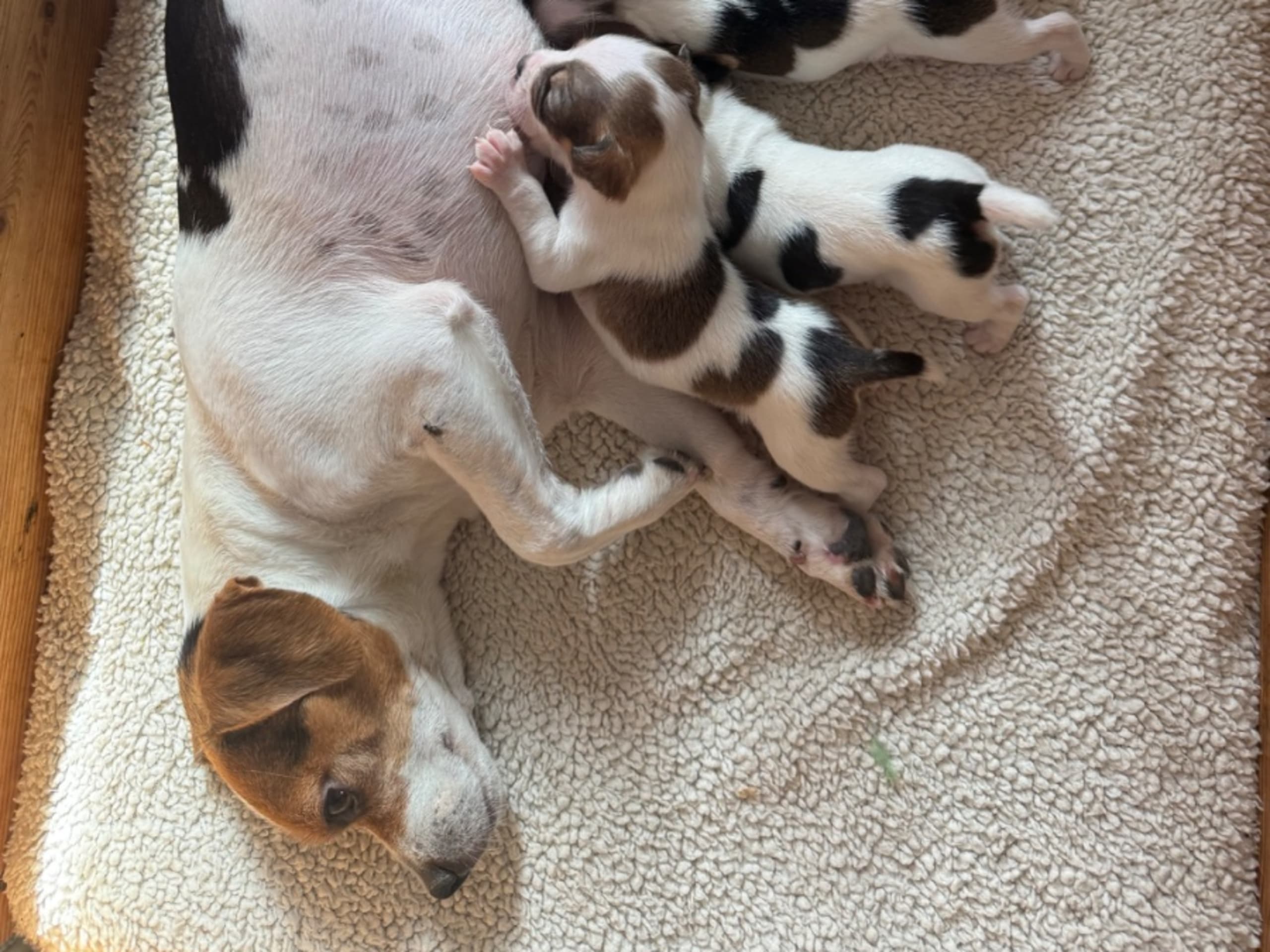 Puppy: SPARVÖGA'S COCONUT CANDY