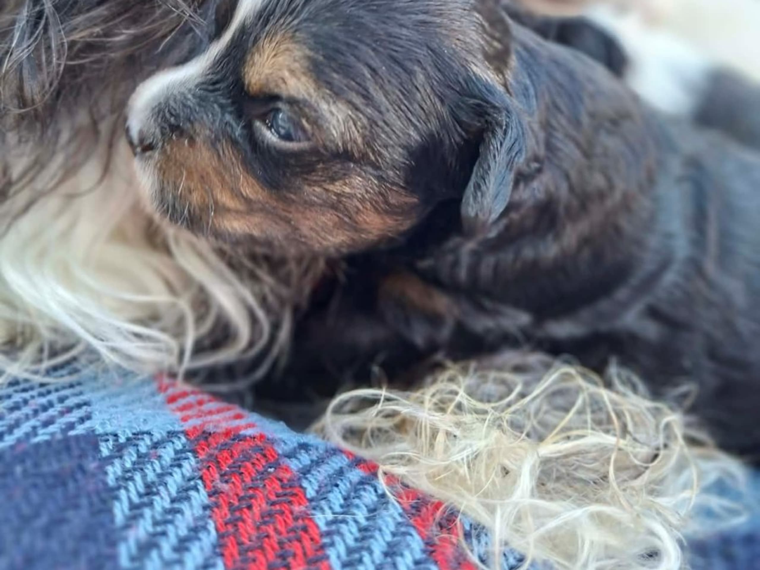 Puppy: JOFFERS DIM DIANTHUS