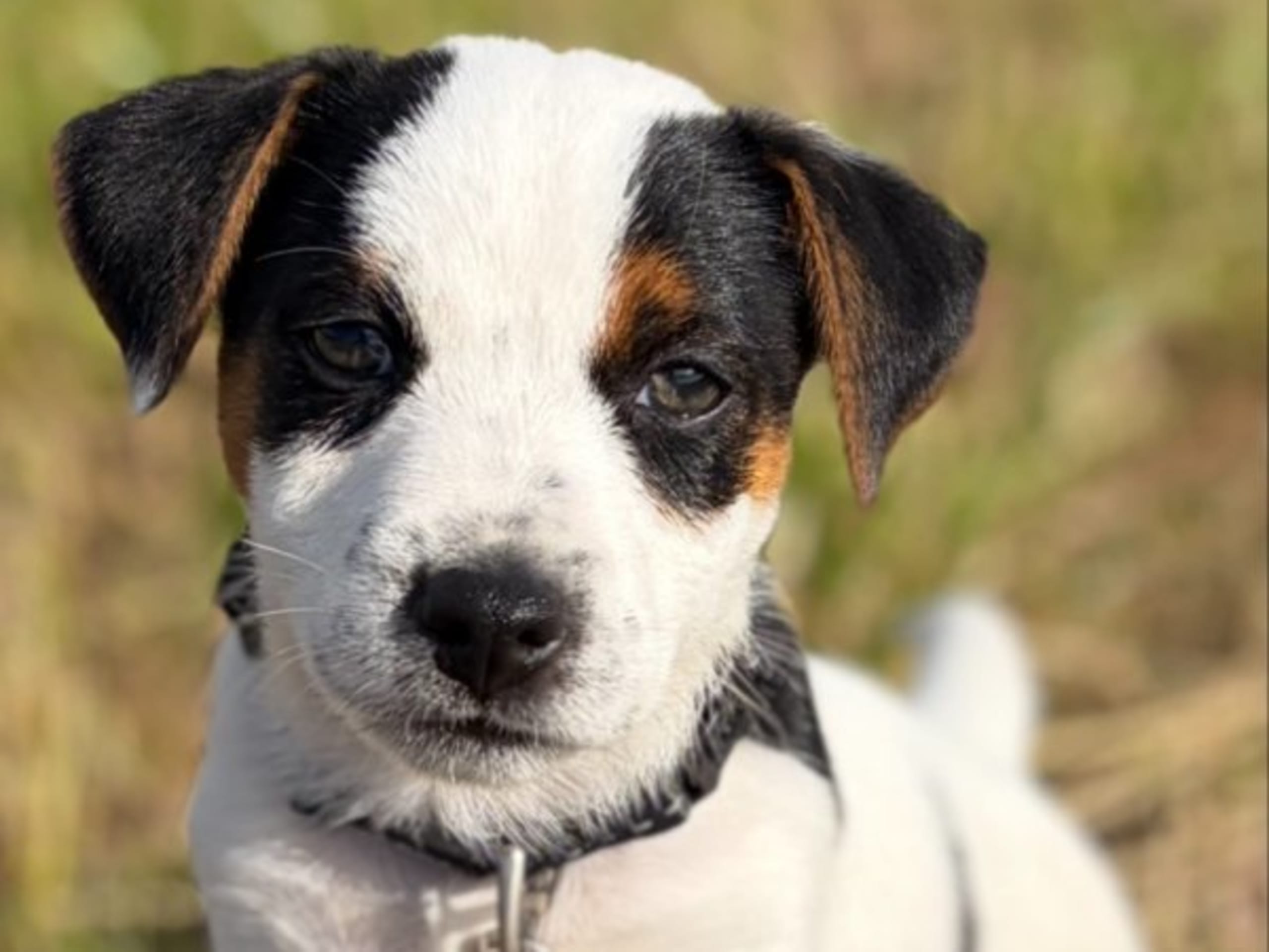 Limelight Kennels
