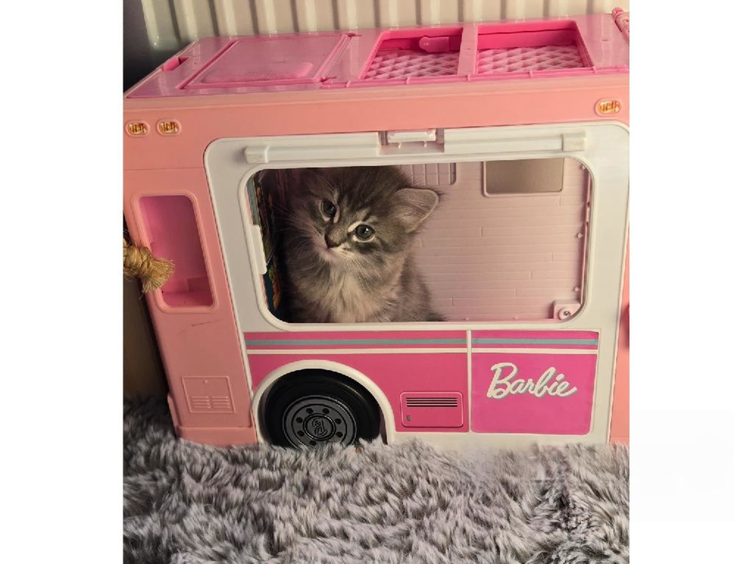 kitten: Zafir