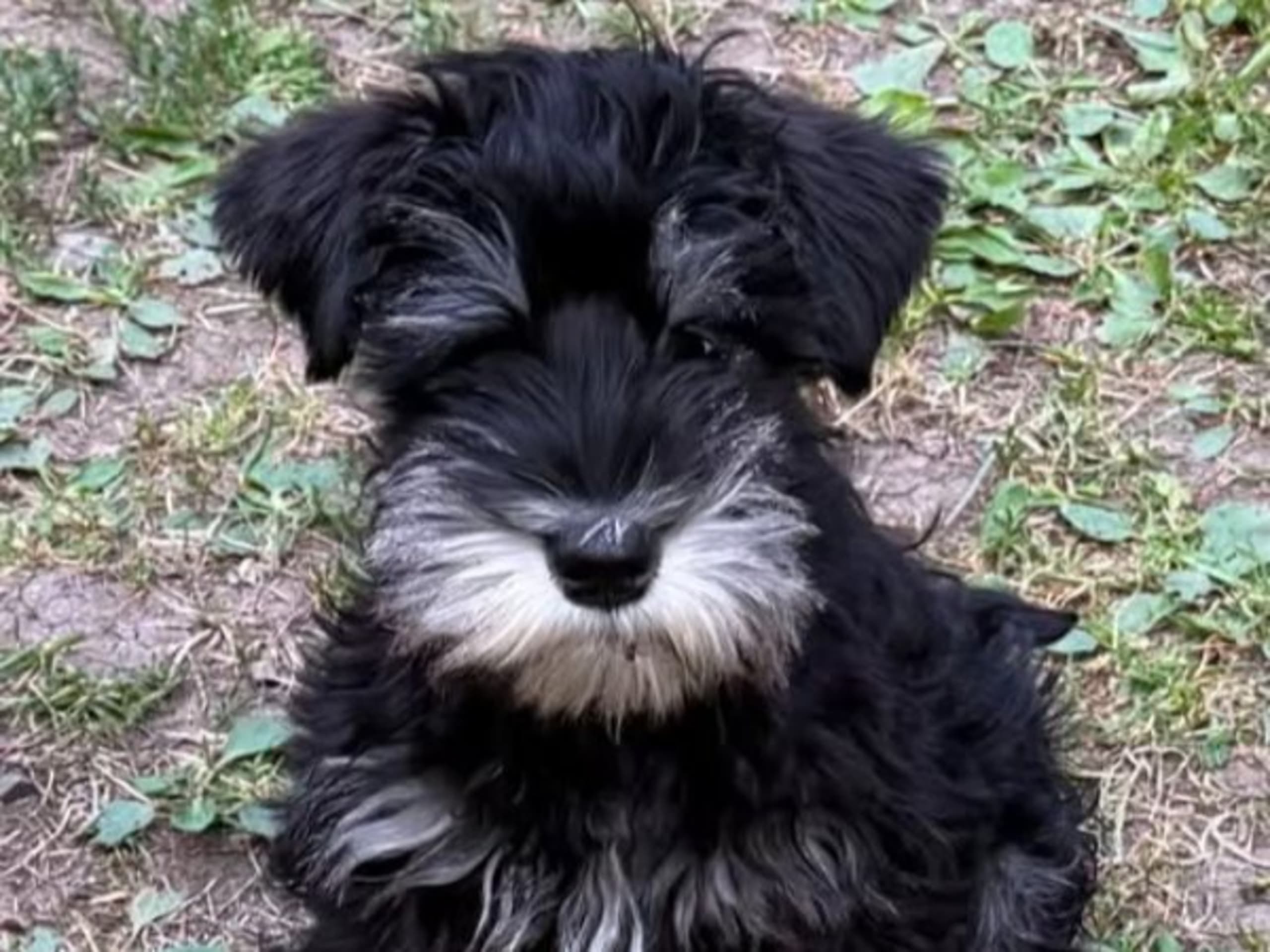 Puppy: FIXUS BIRTHDAY PARTY