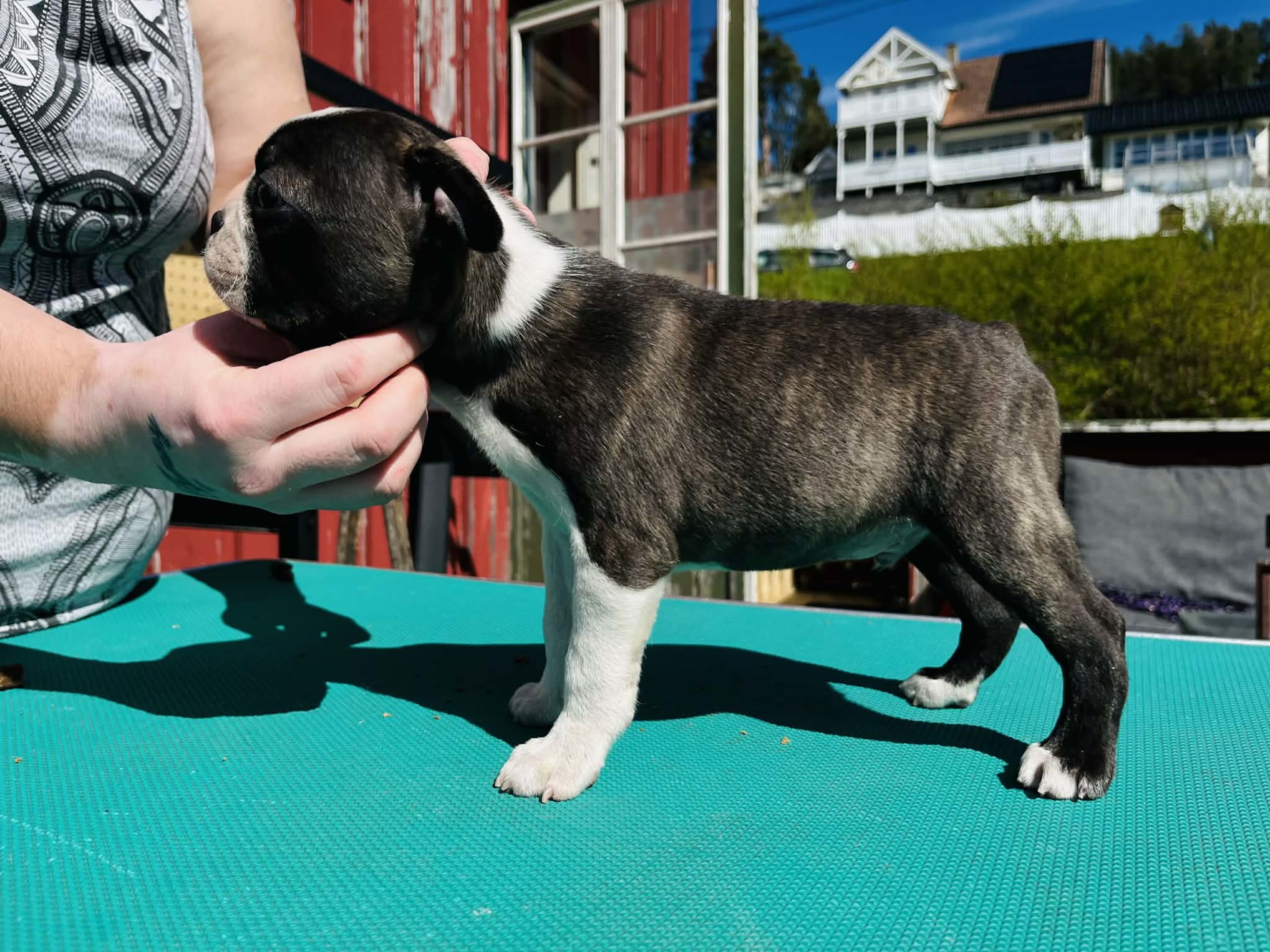 Valp: Male 3