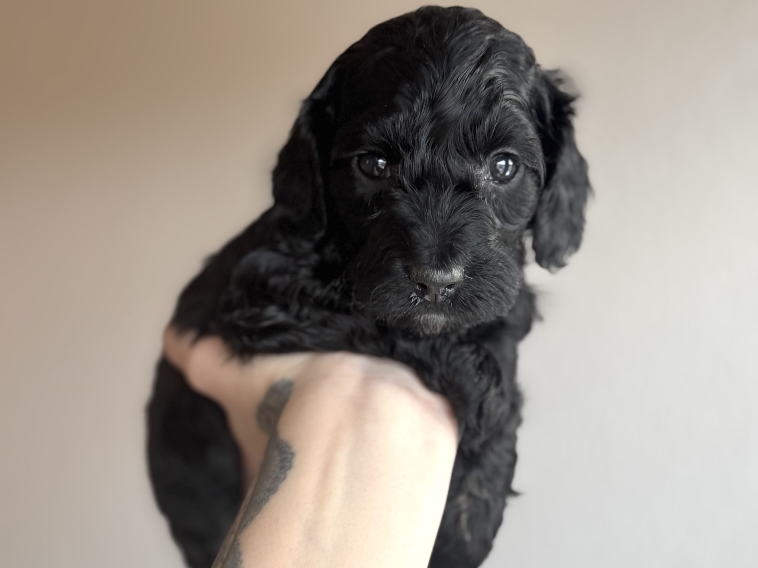 Royalcockerpoo
