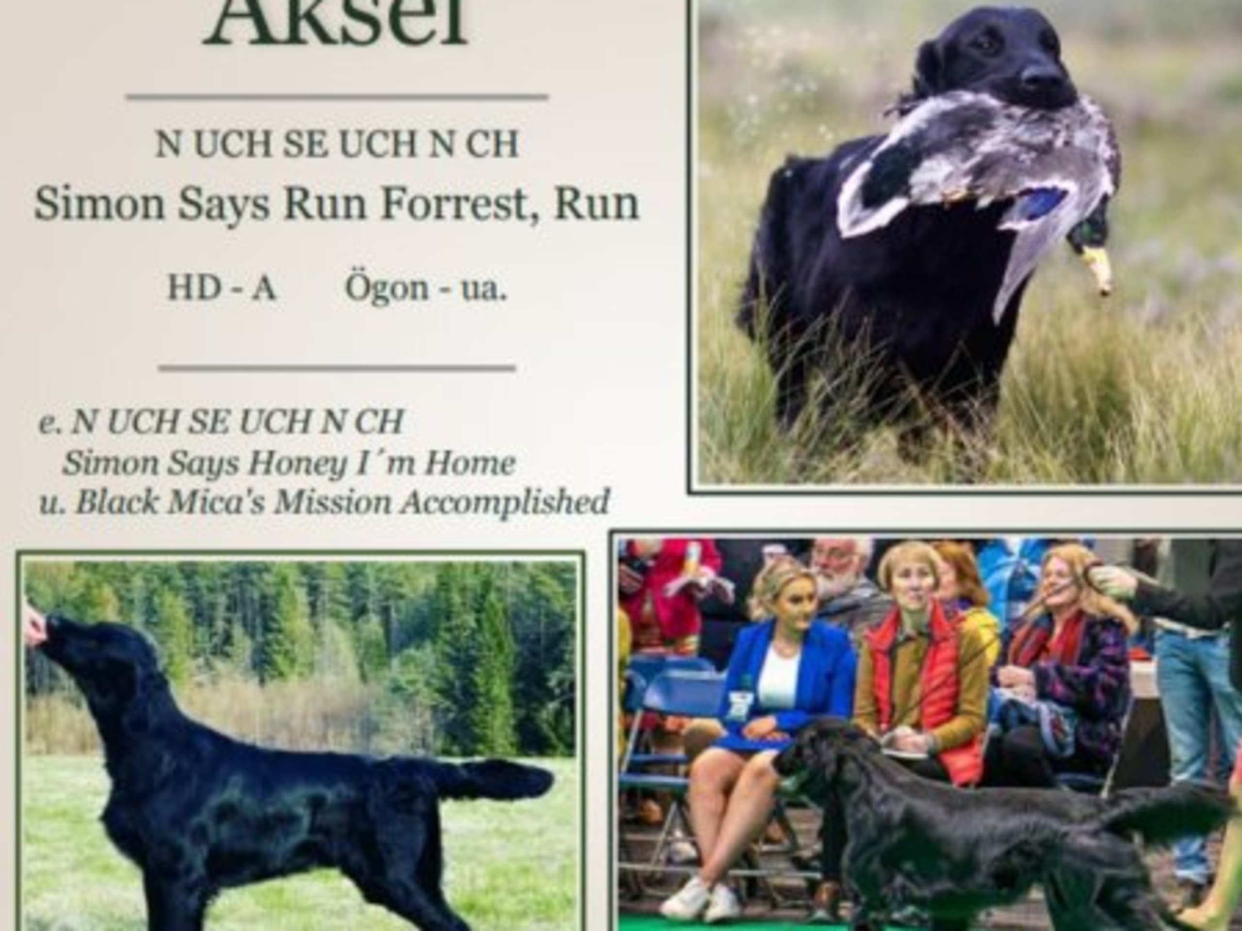 Father: SIMON SAYS RUN FORREST, RUN