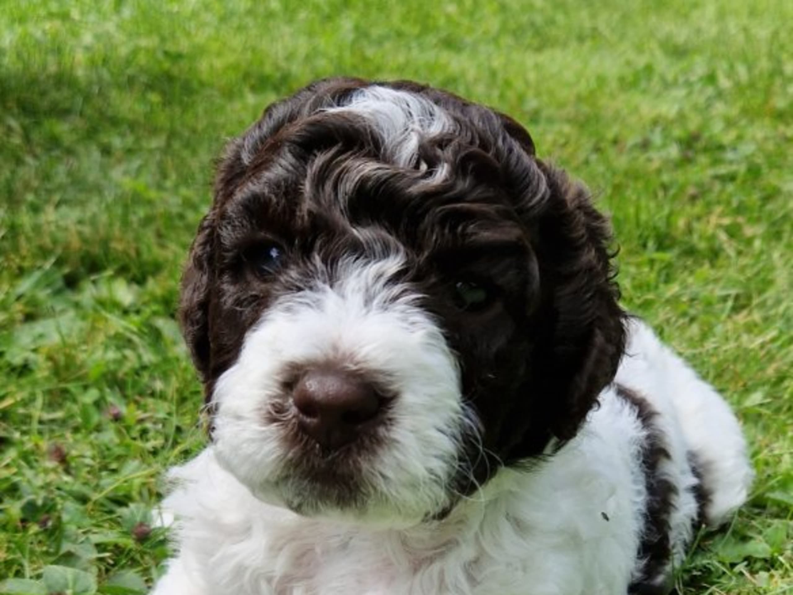 Puppy: PALMA TI'LAGO STELLA