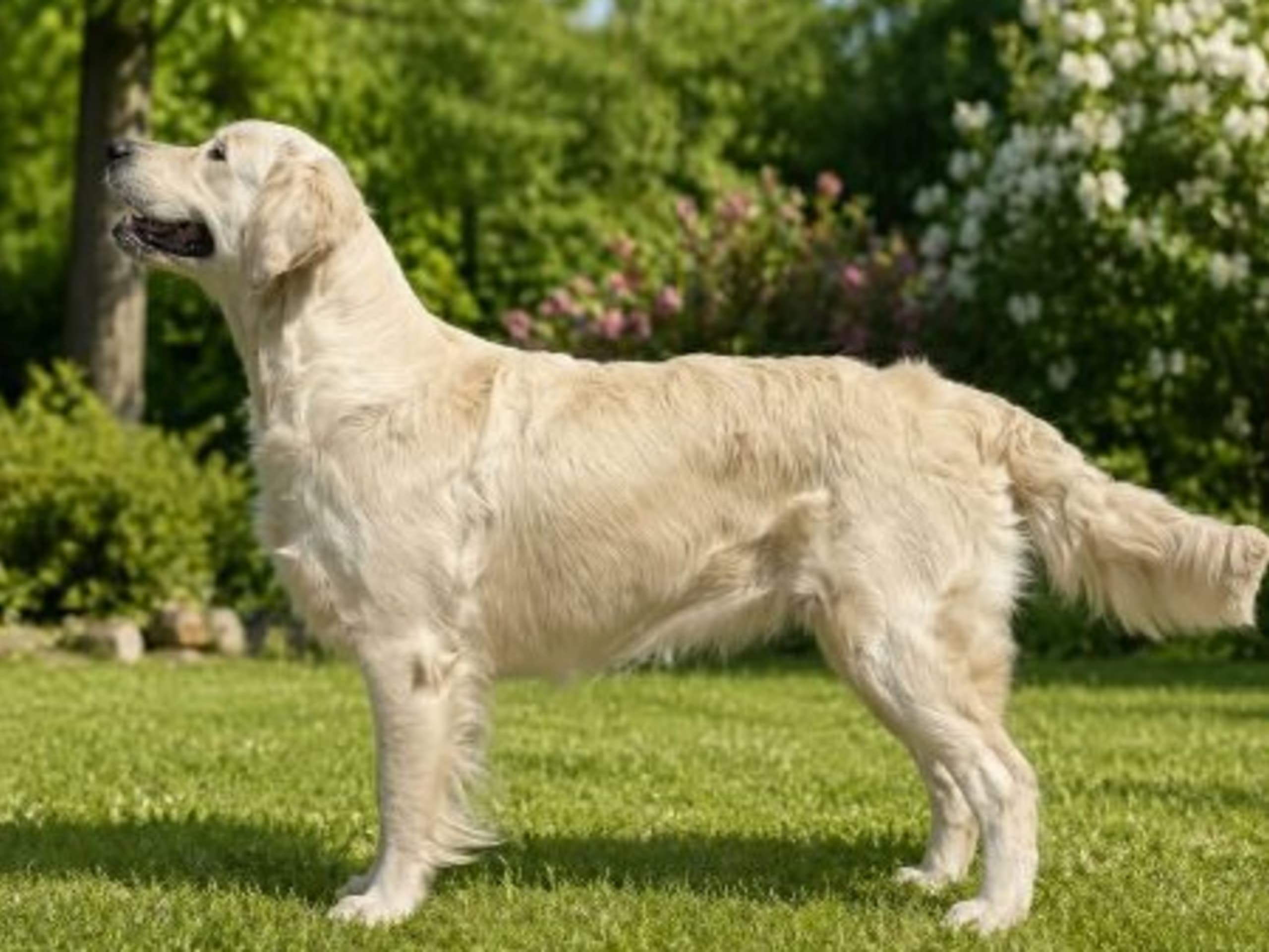 Mother: CREAM OF PEARL'S RUBY