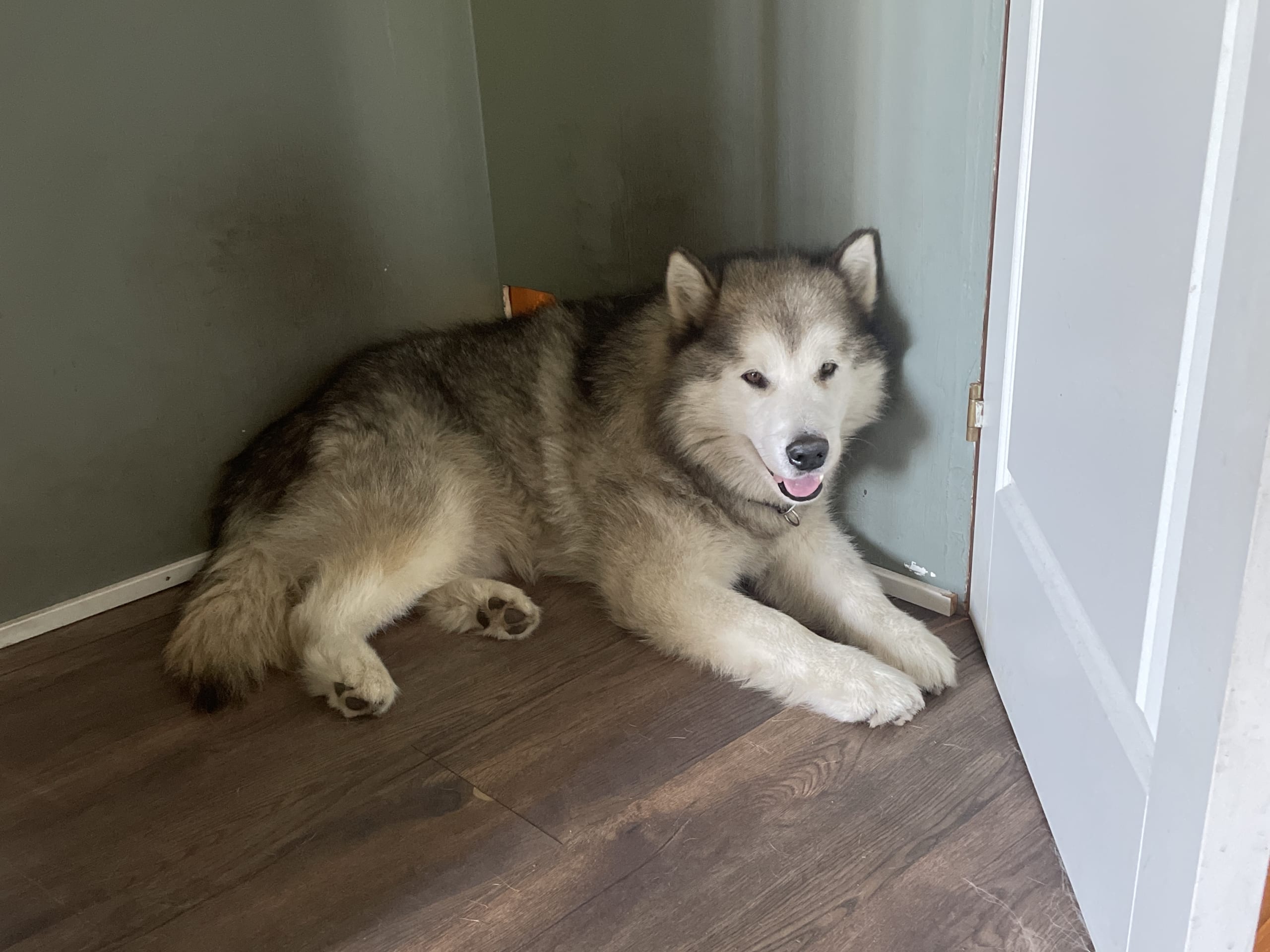 Hund: Hane 1