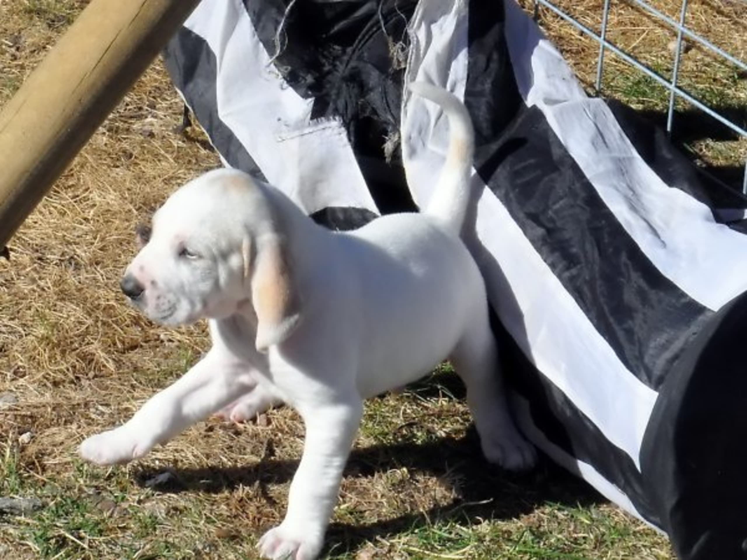 Puppy: FLUSHTIMES BERNADETTE LA ROSE