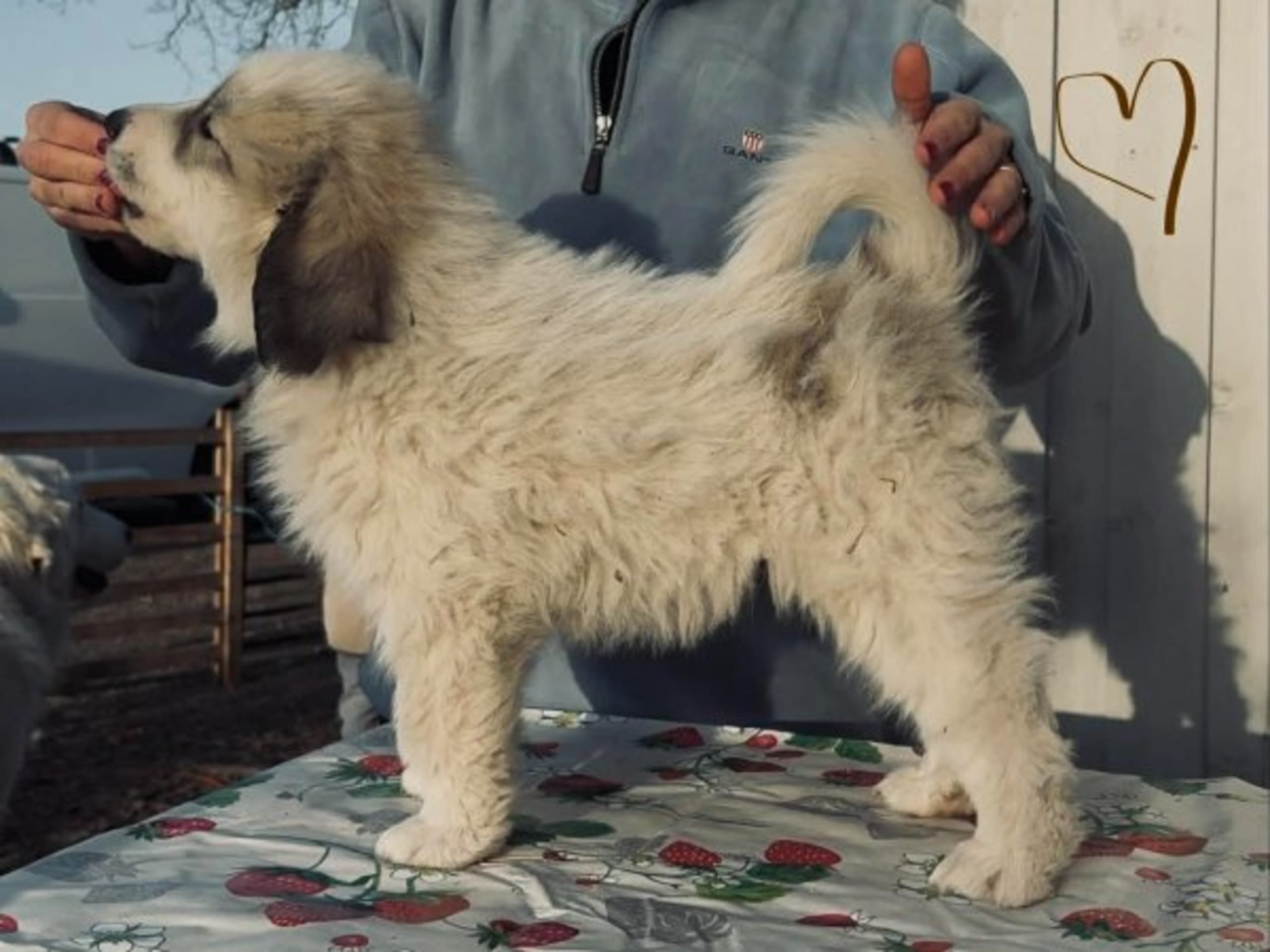 Perro Amado