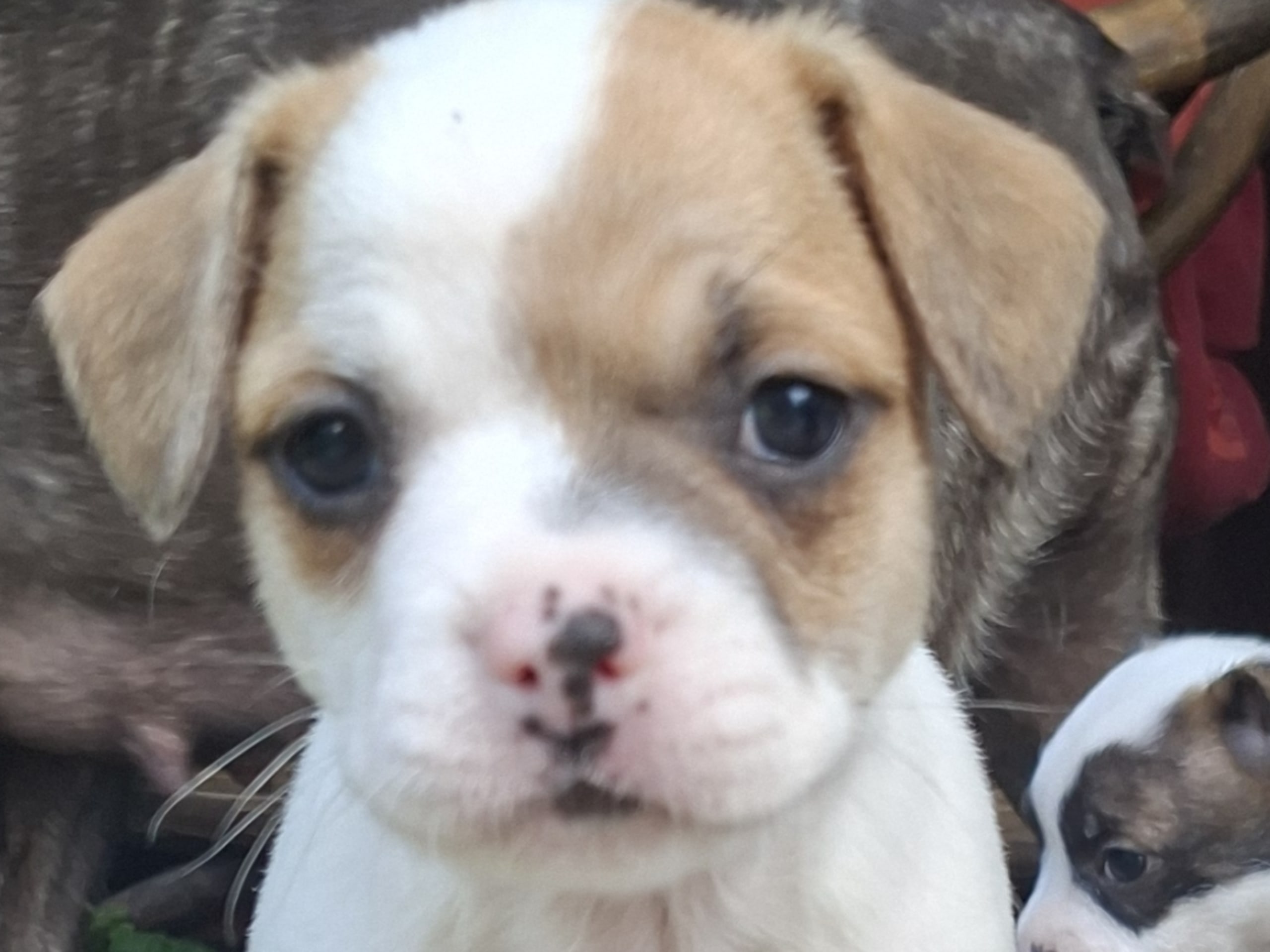 Puppy: Sune