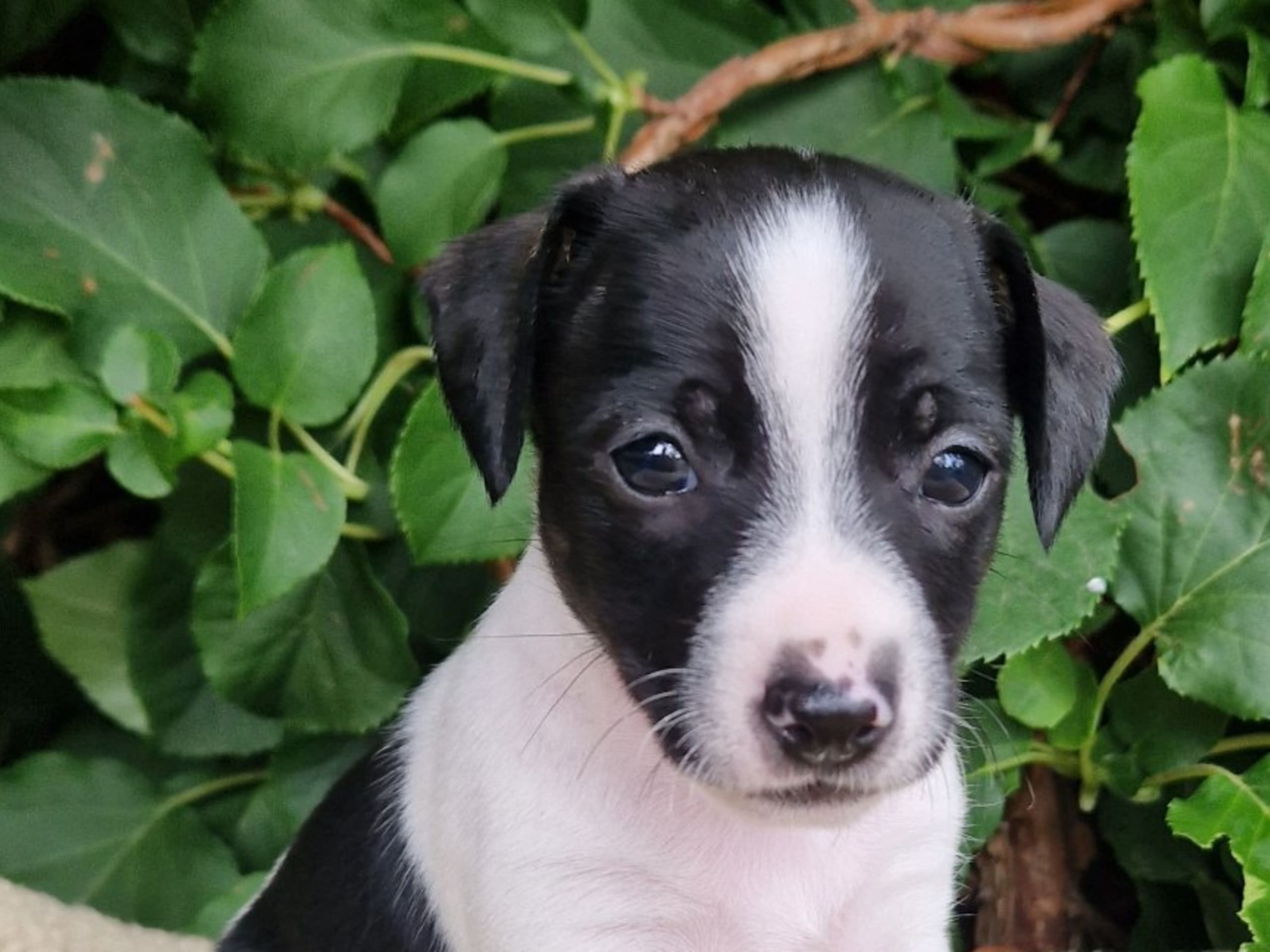 Puppy: BJÖRKILS INGEVALD