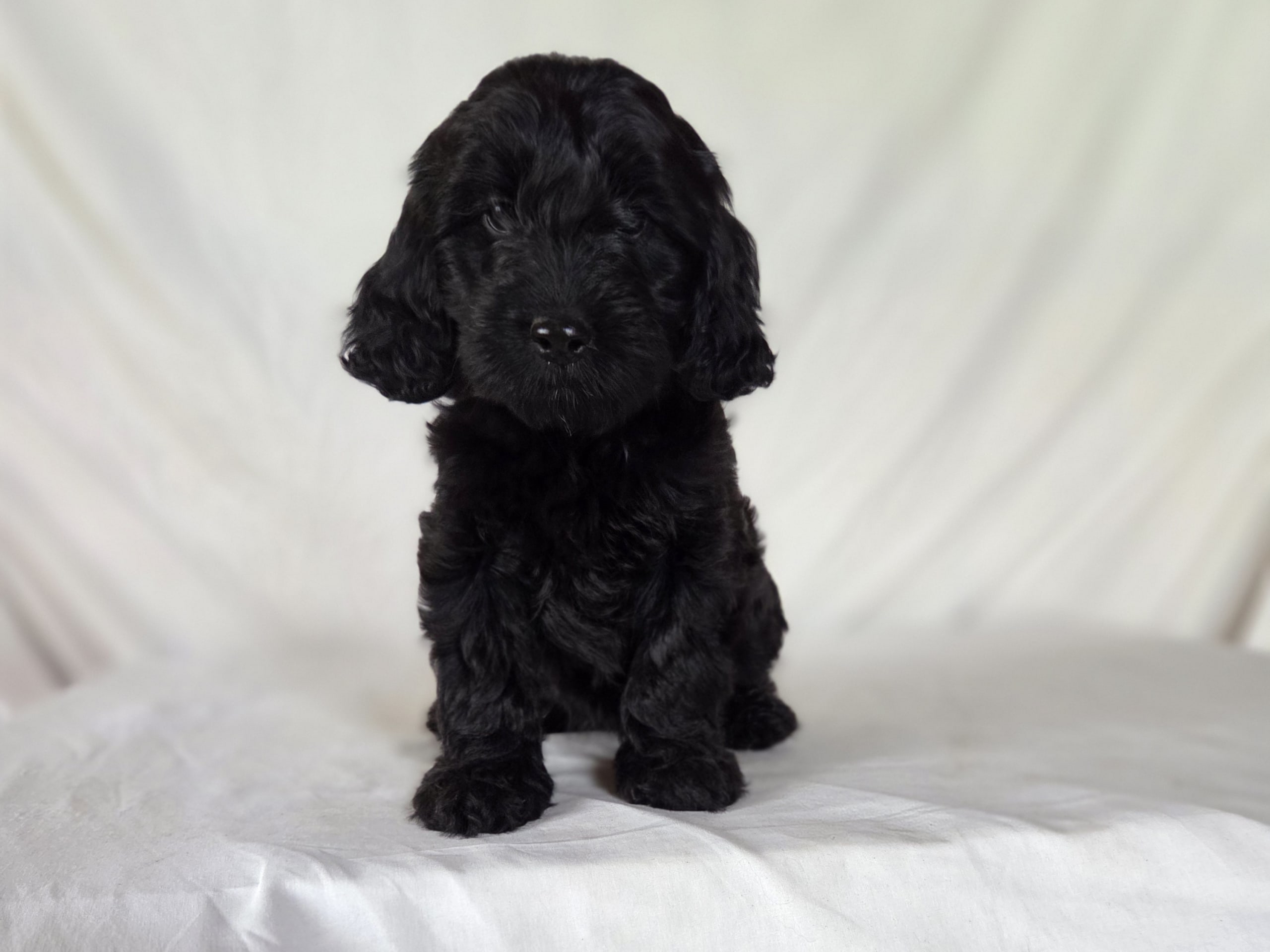Puppy: Nejlika