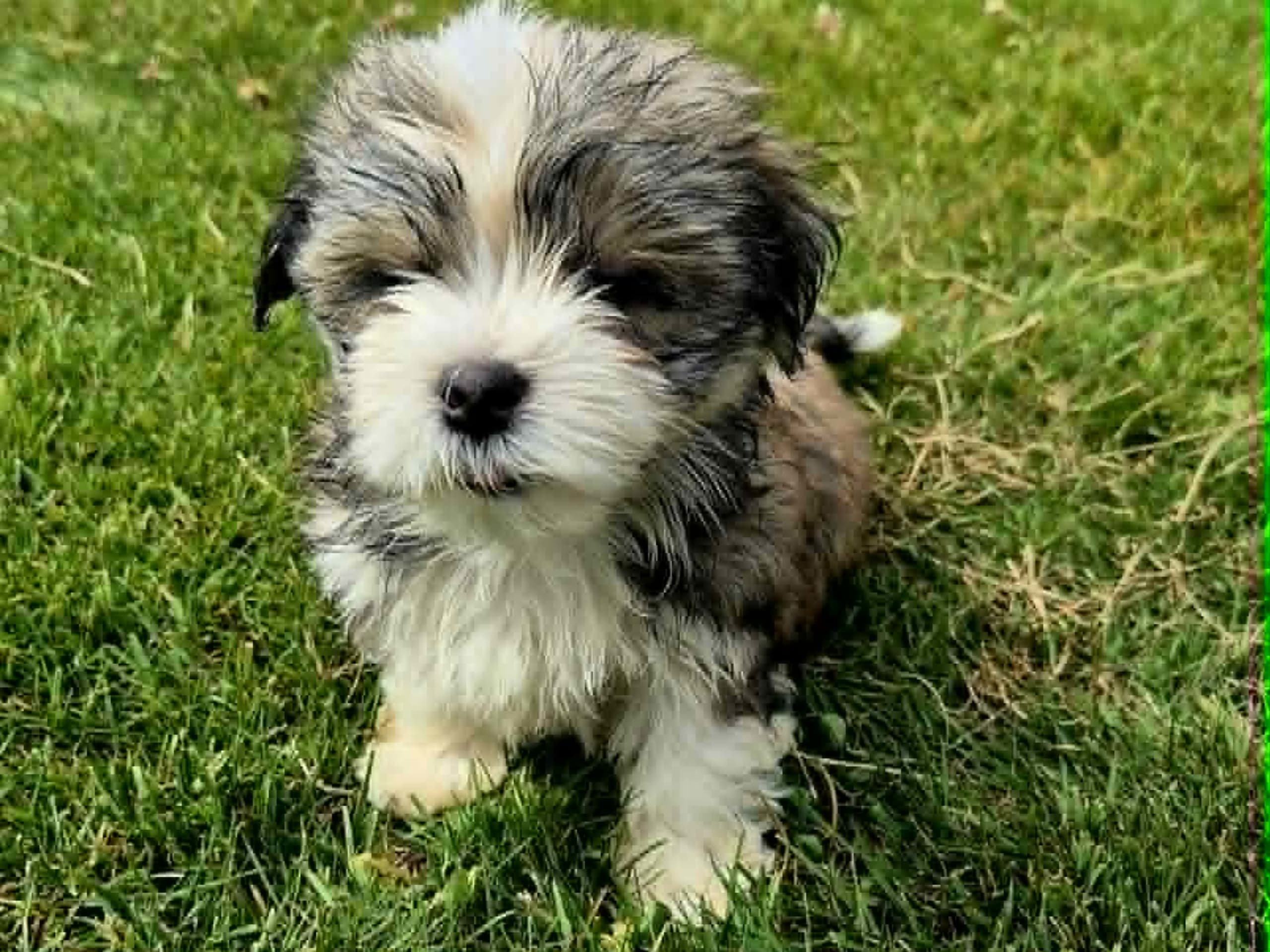 Puppy: Hane 1