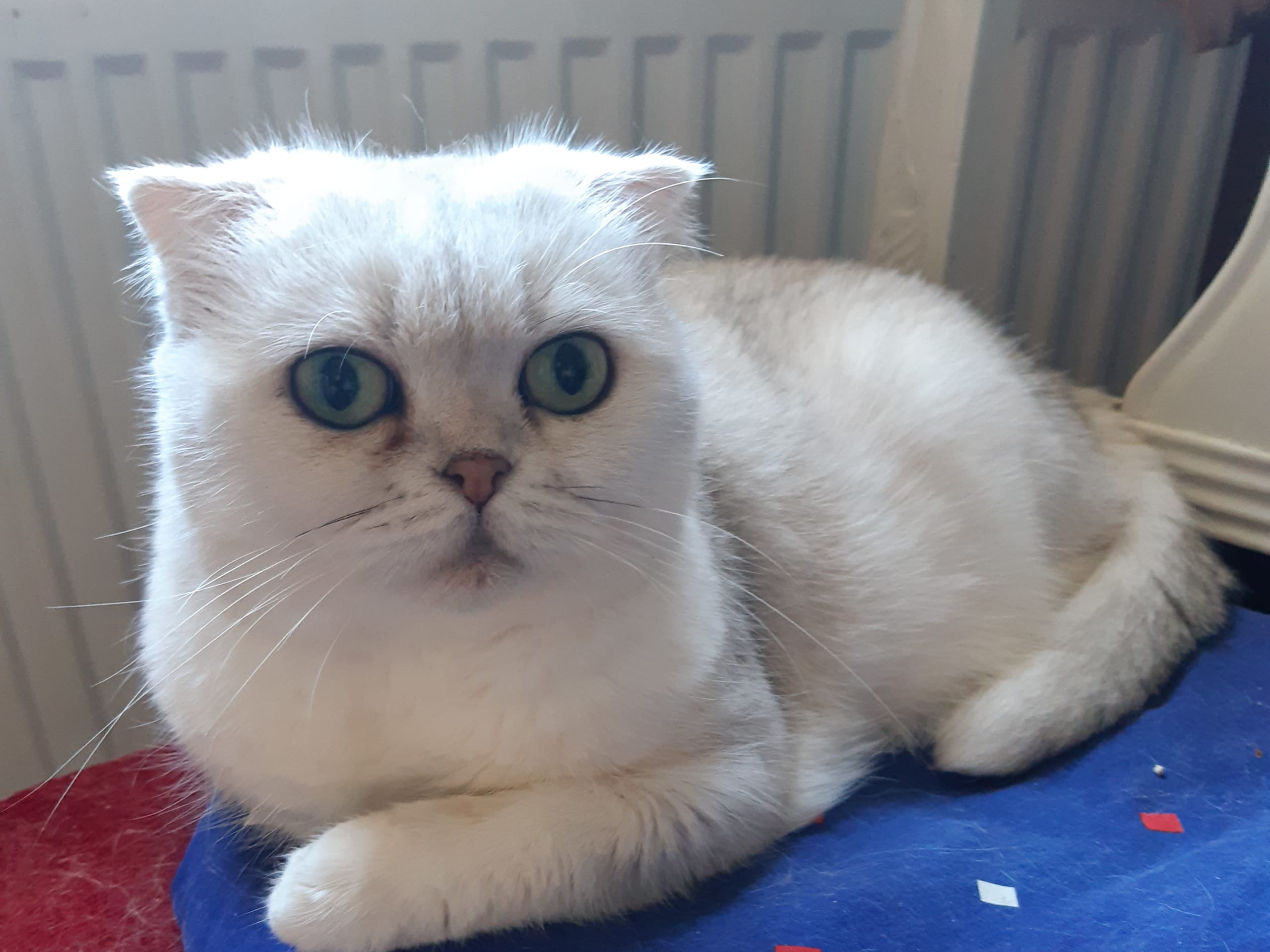 Cat: Klara