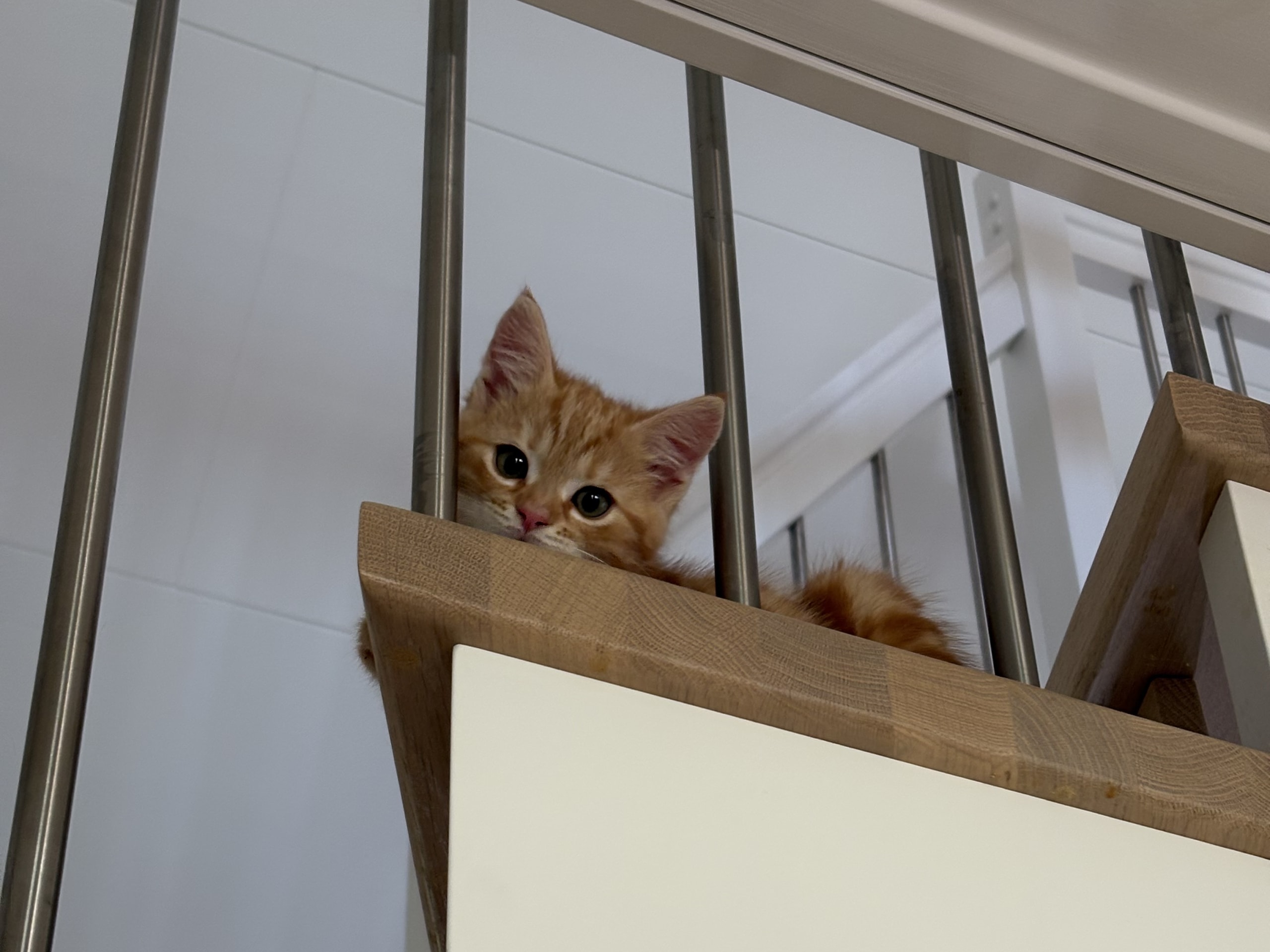 kattunge: Hona 2
