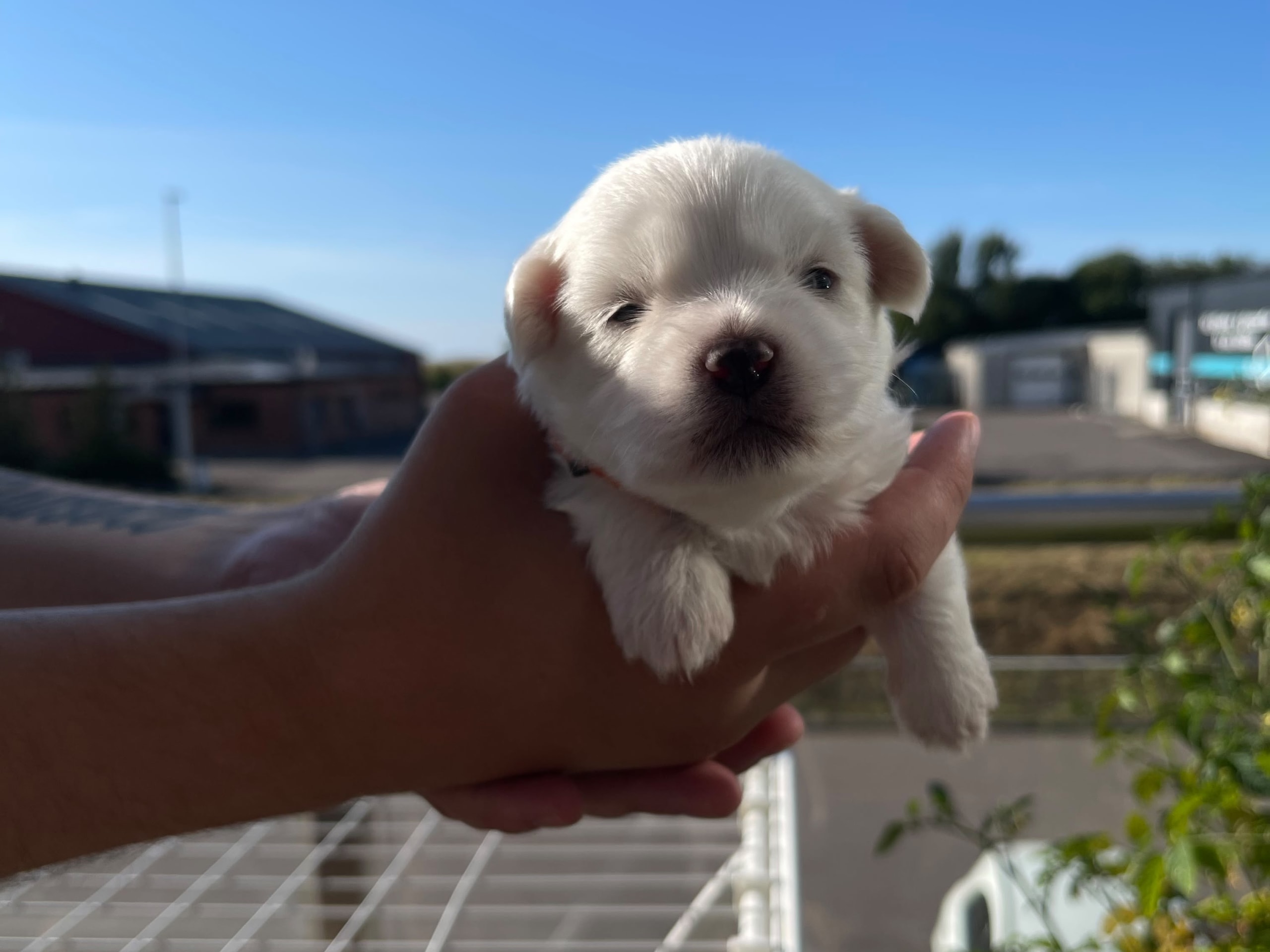 Puppy: Hane 2
