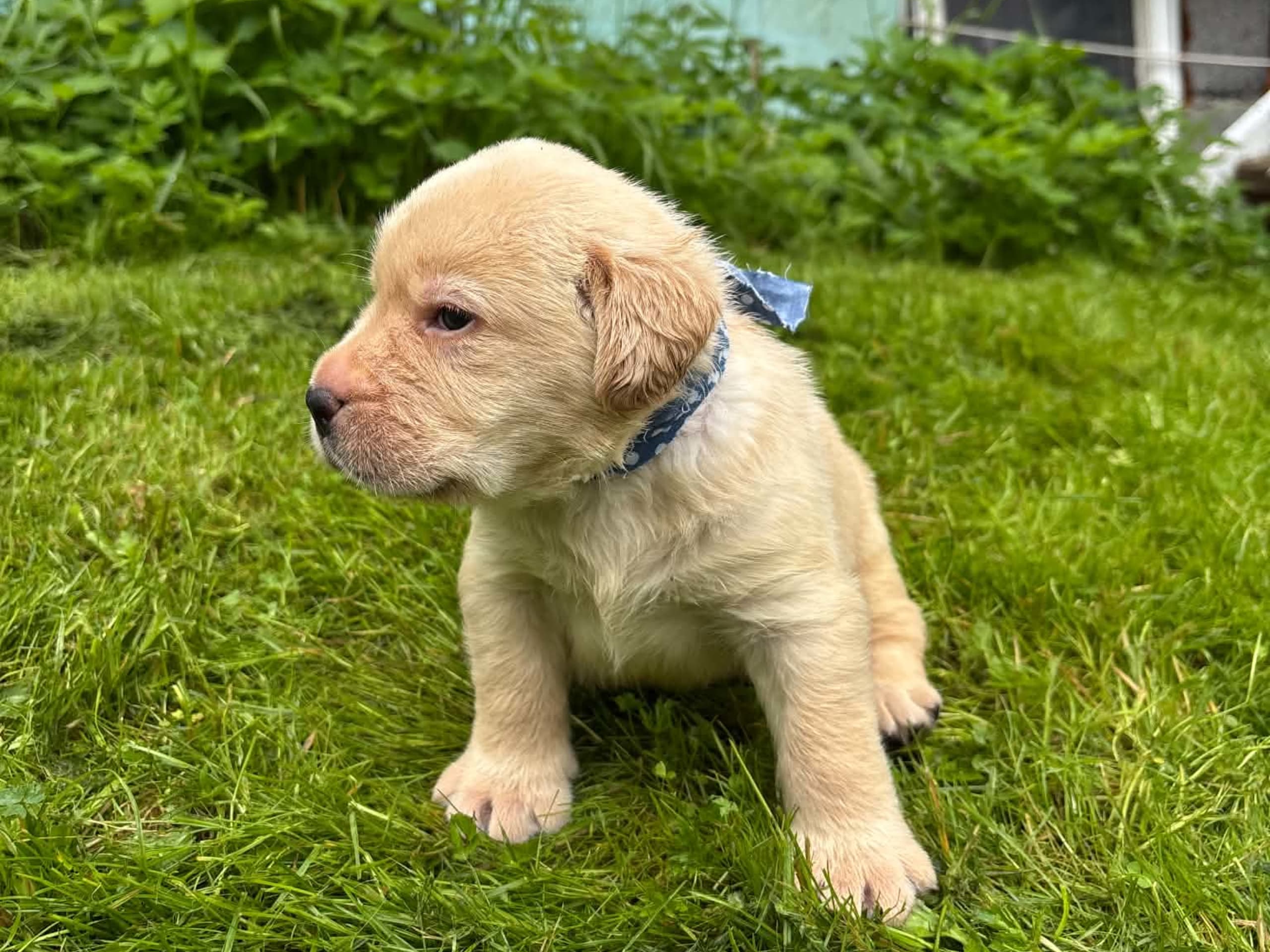 valp: Hannhund 3 gul
