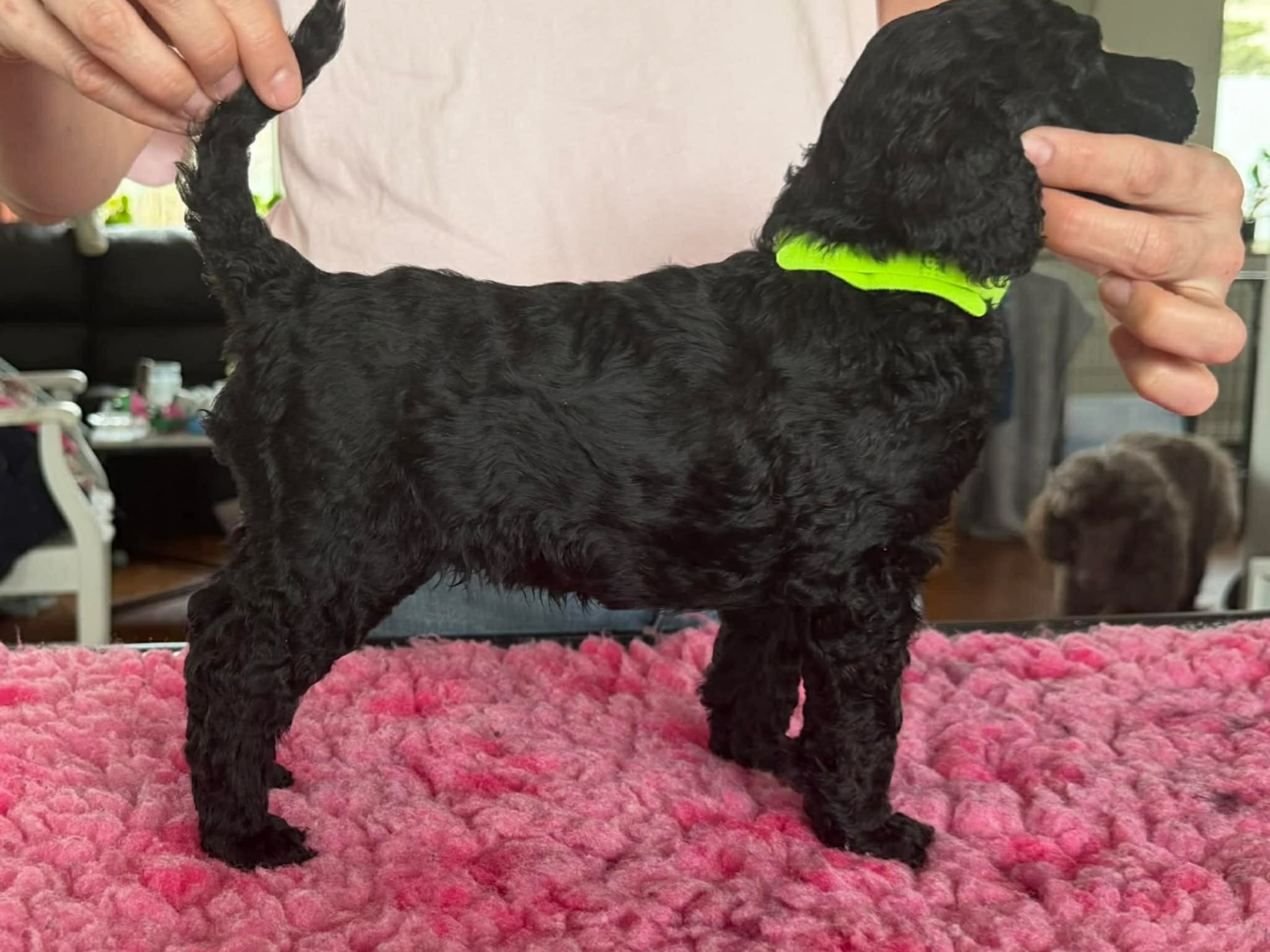Puppy: ISKAYA SPECTACULAR DREAM