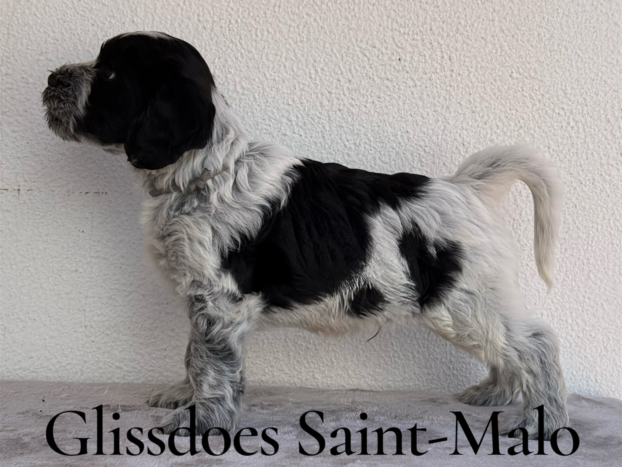 Hvalp: Glissdoes Saint-Malo