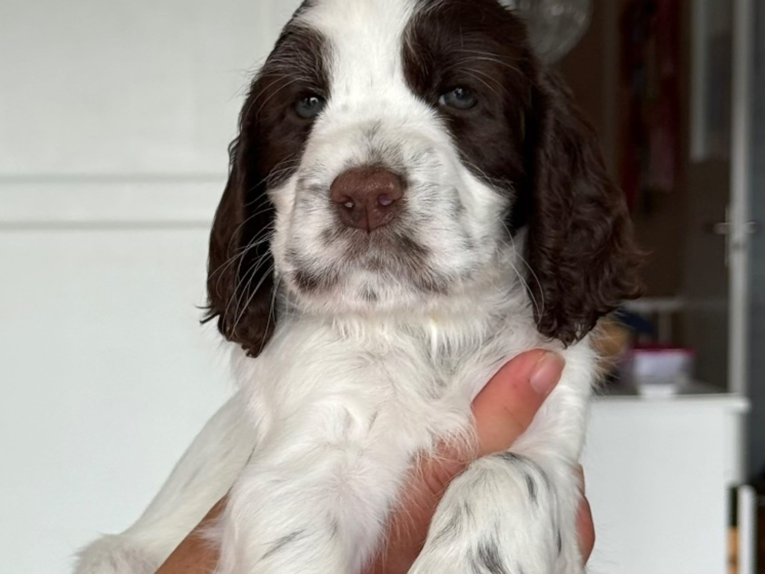 Puppy: YAZZPEAK'S ENHANCING ALL I GOT