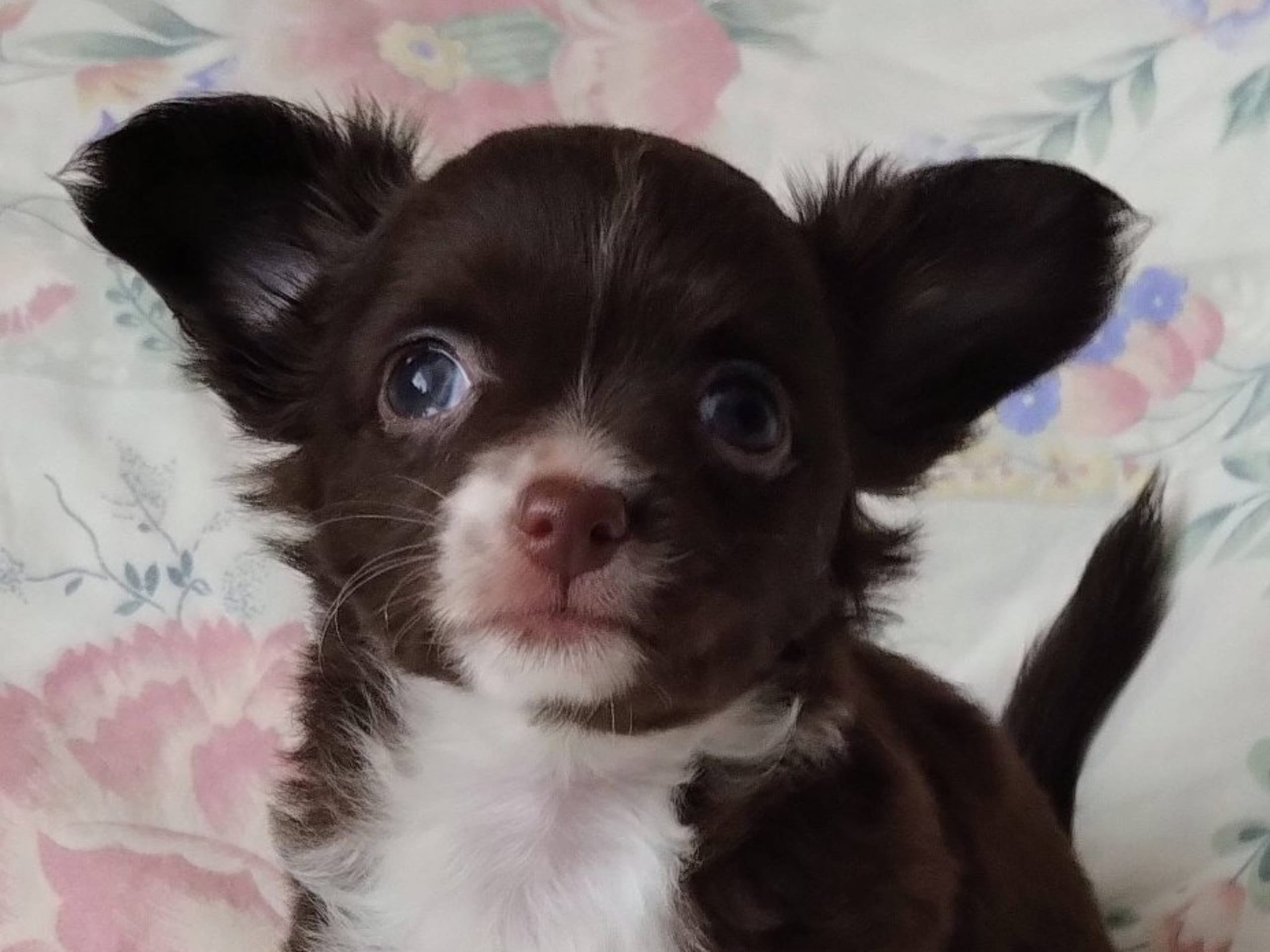 Chi's Unique