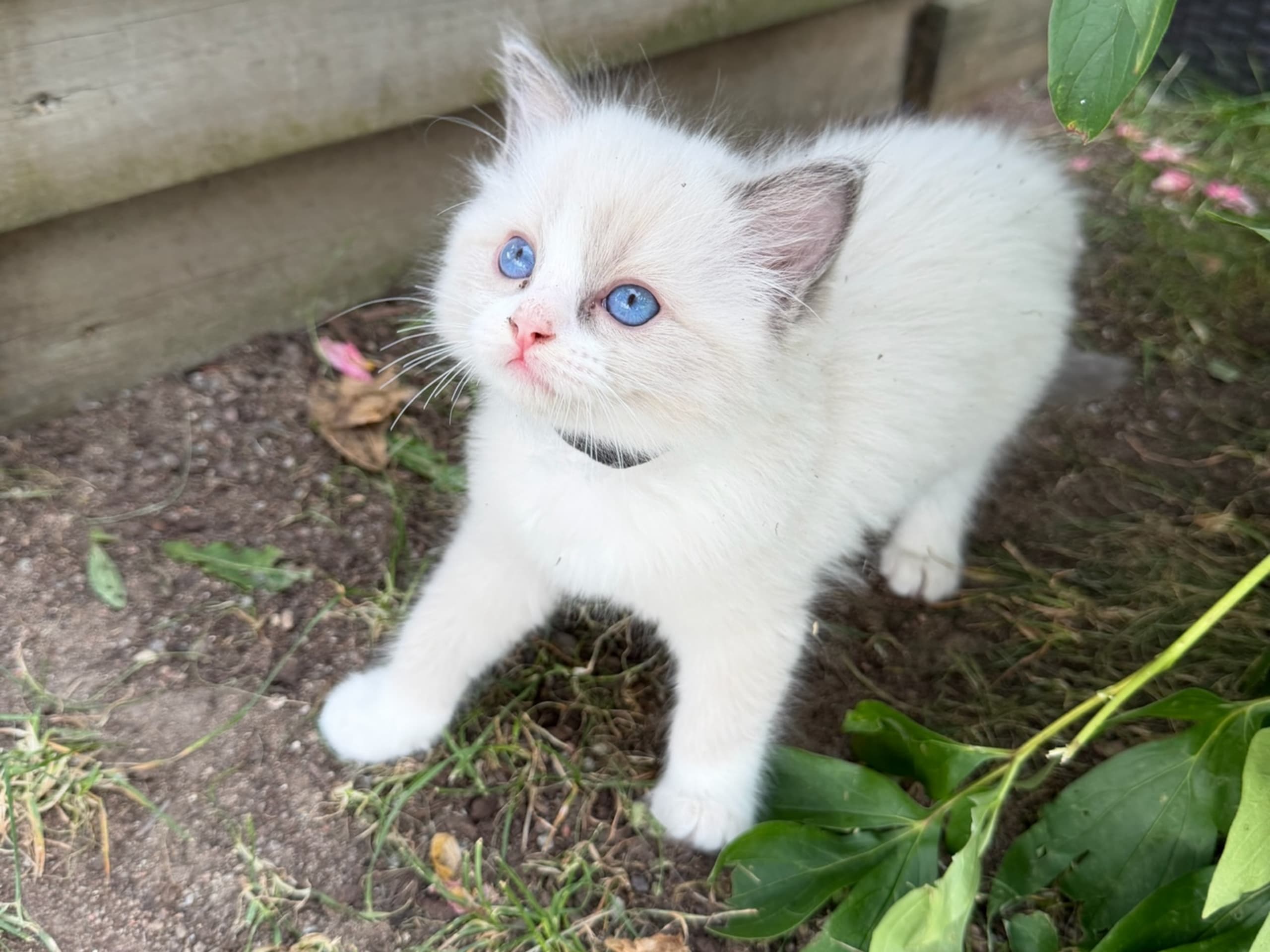 kitten: SE*Anderwels Artic Thunder Bell